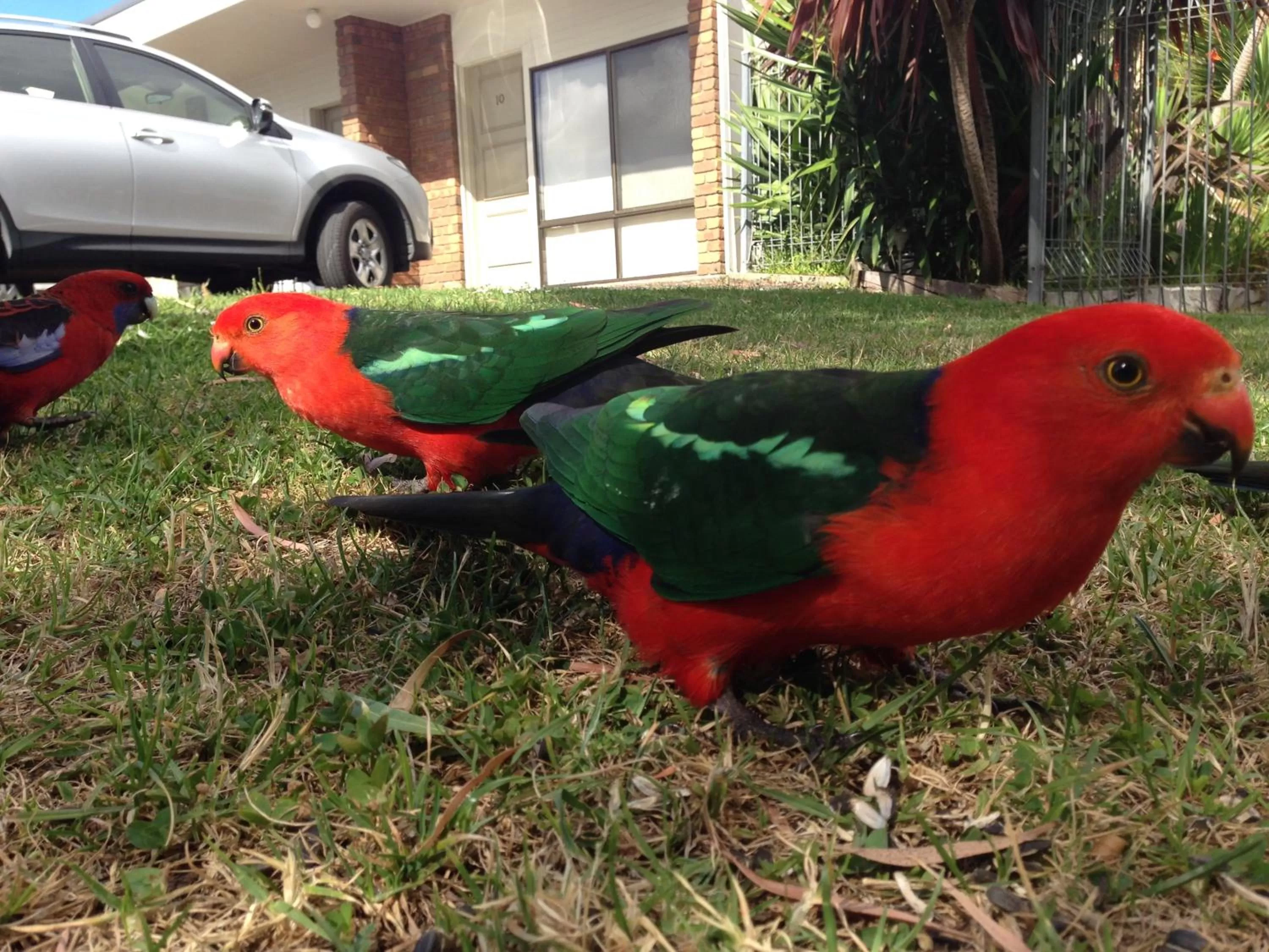 Animals in Motel Marengo