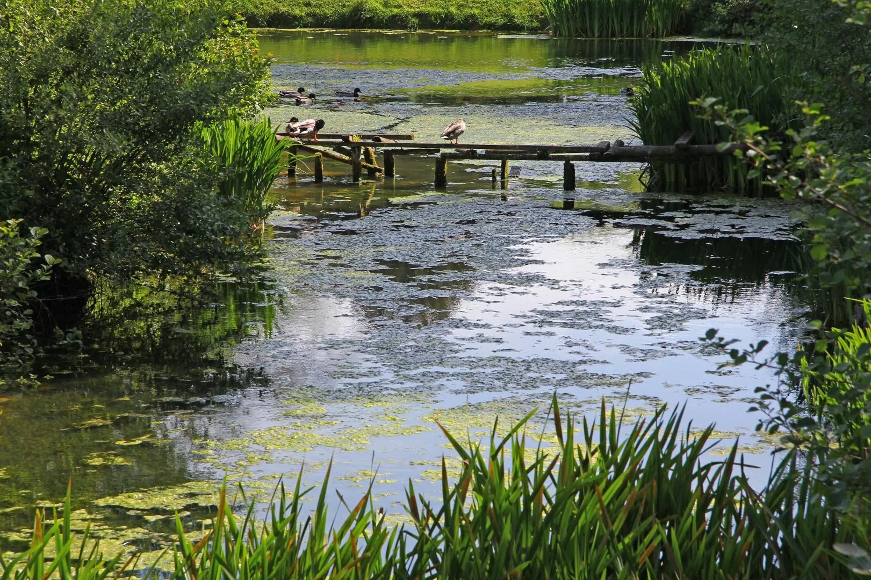 Day in Haselbury Mill