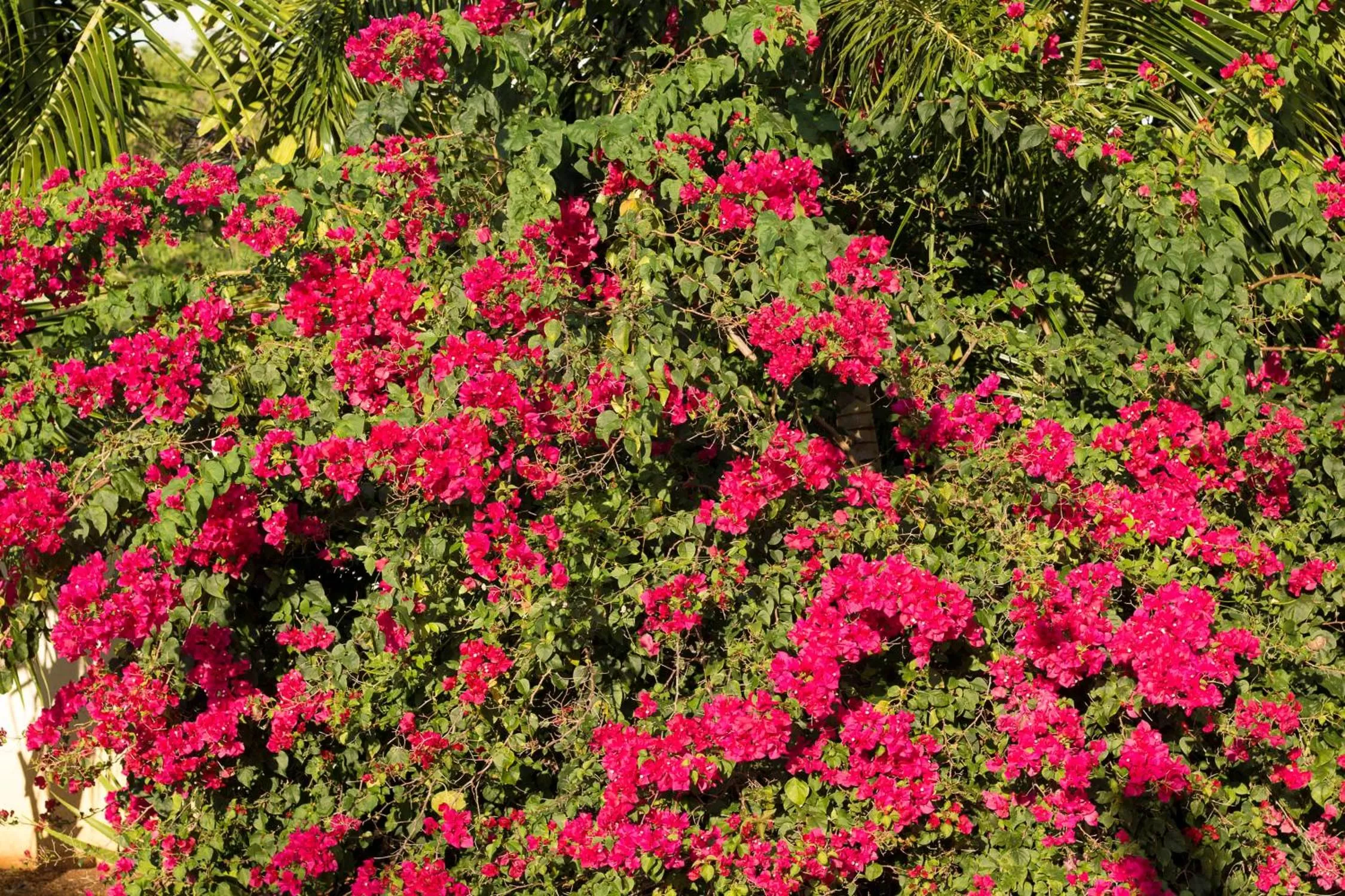 Garden in Bella Noni B&B