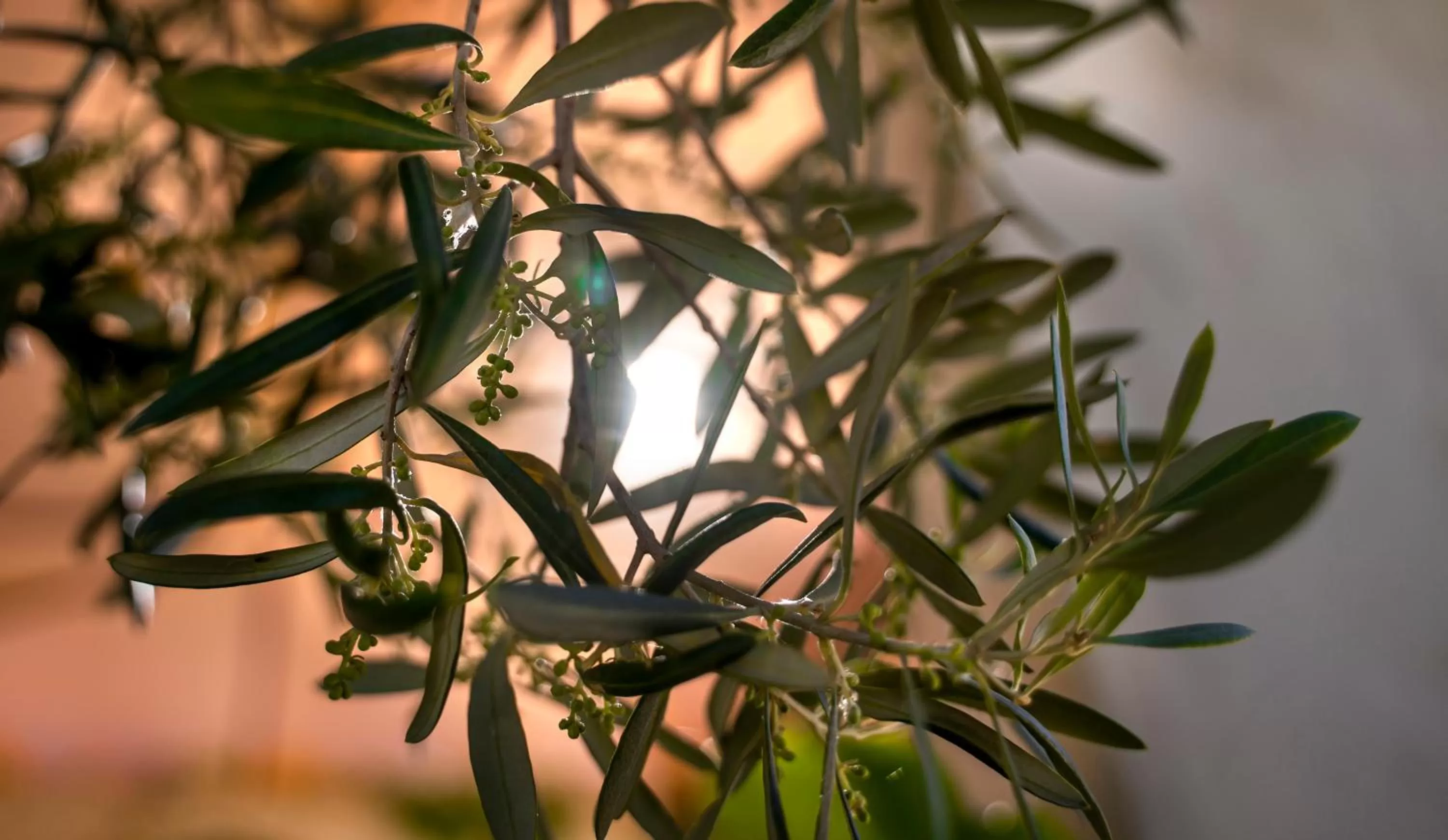 Eco Hotel con encanto Masía la Mota B&B