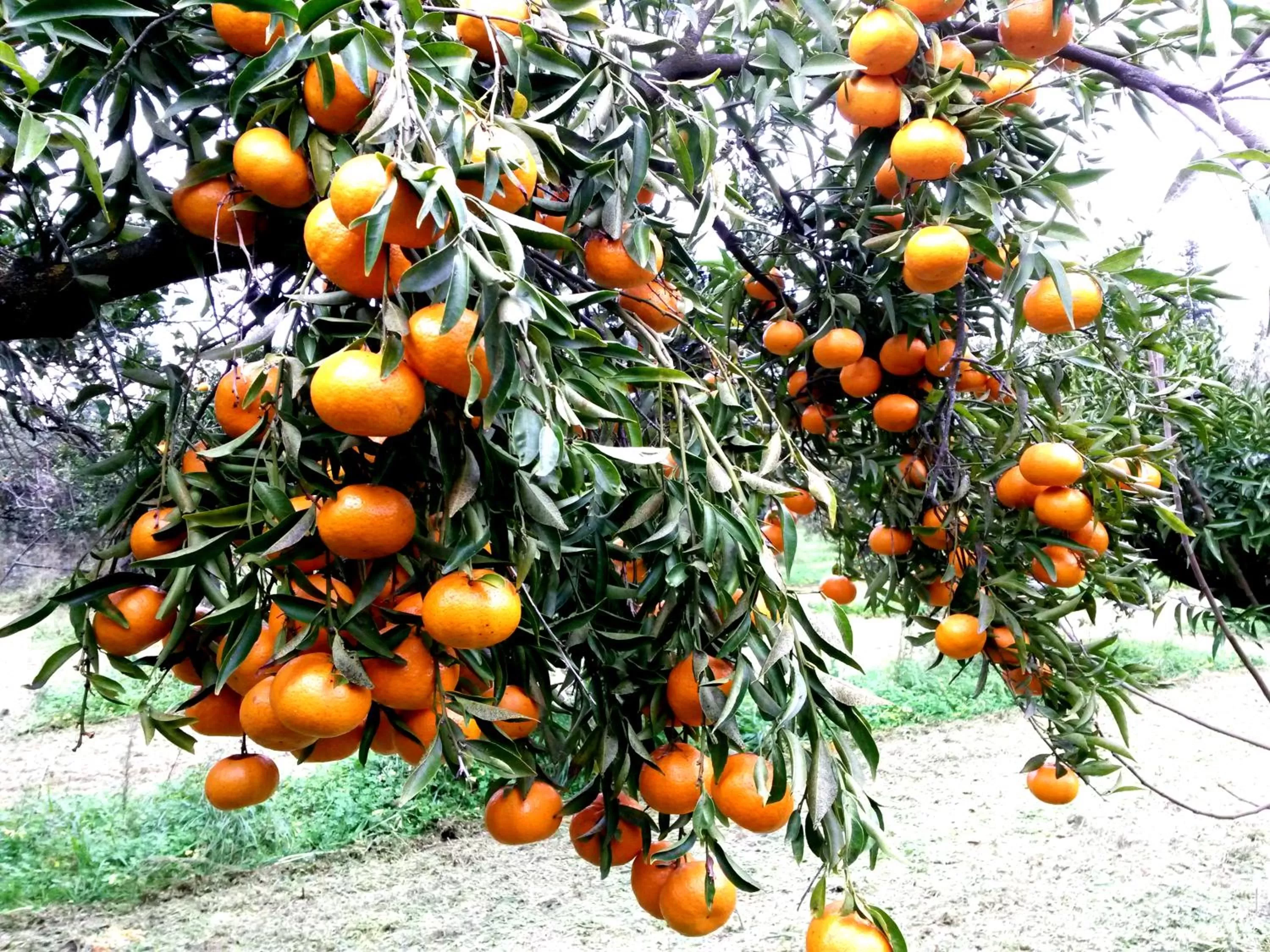 Property building in Hotel Domu Incantada