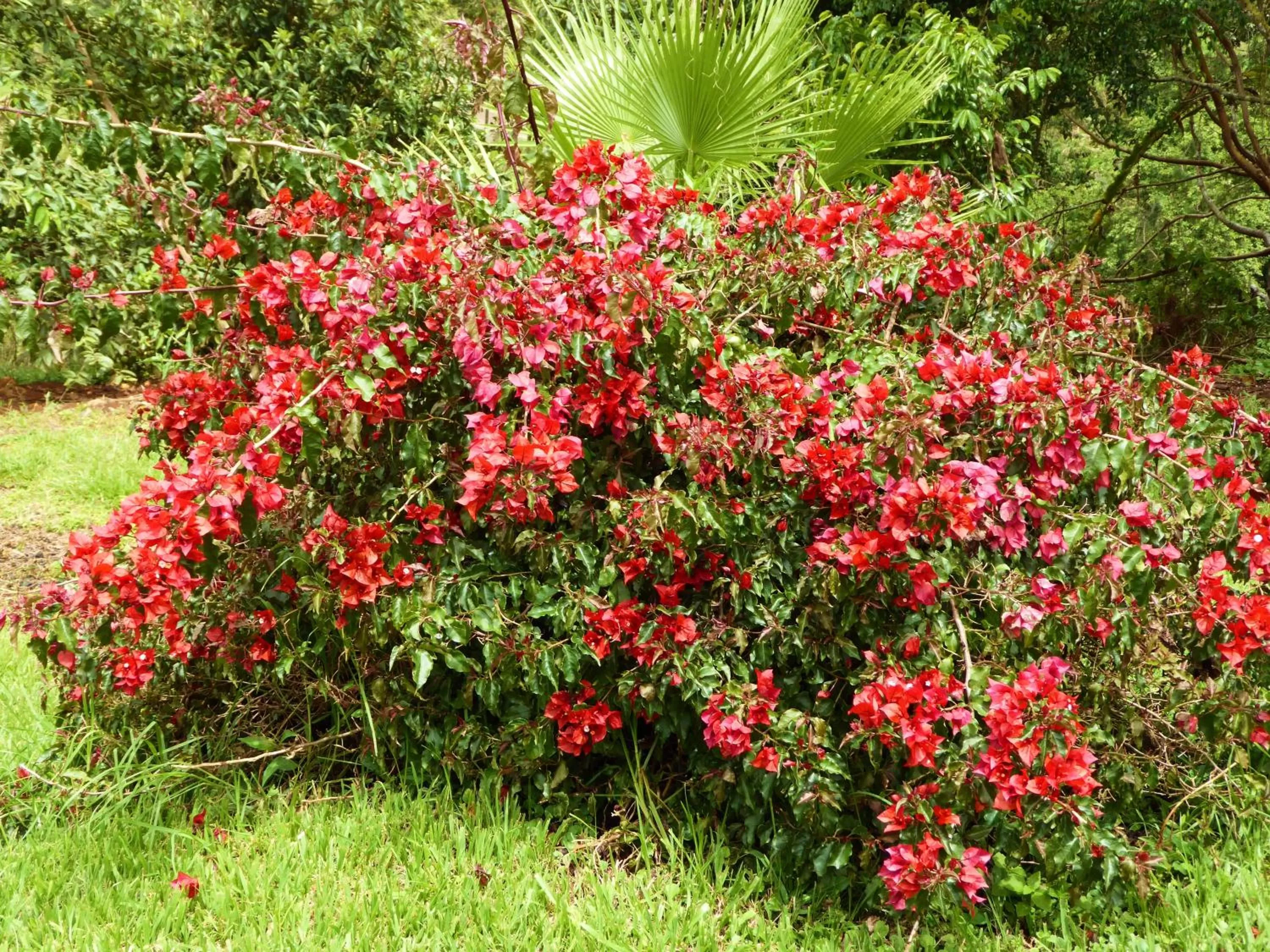 Garden in Finca El Cielo