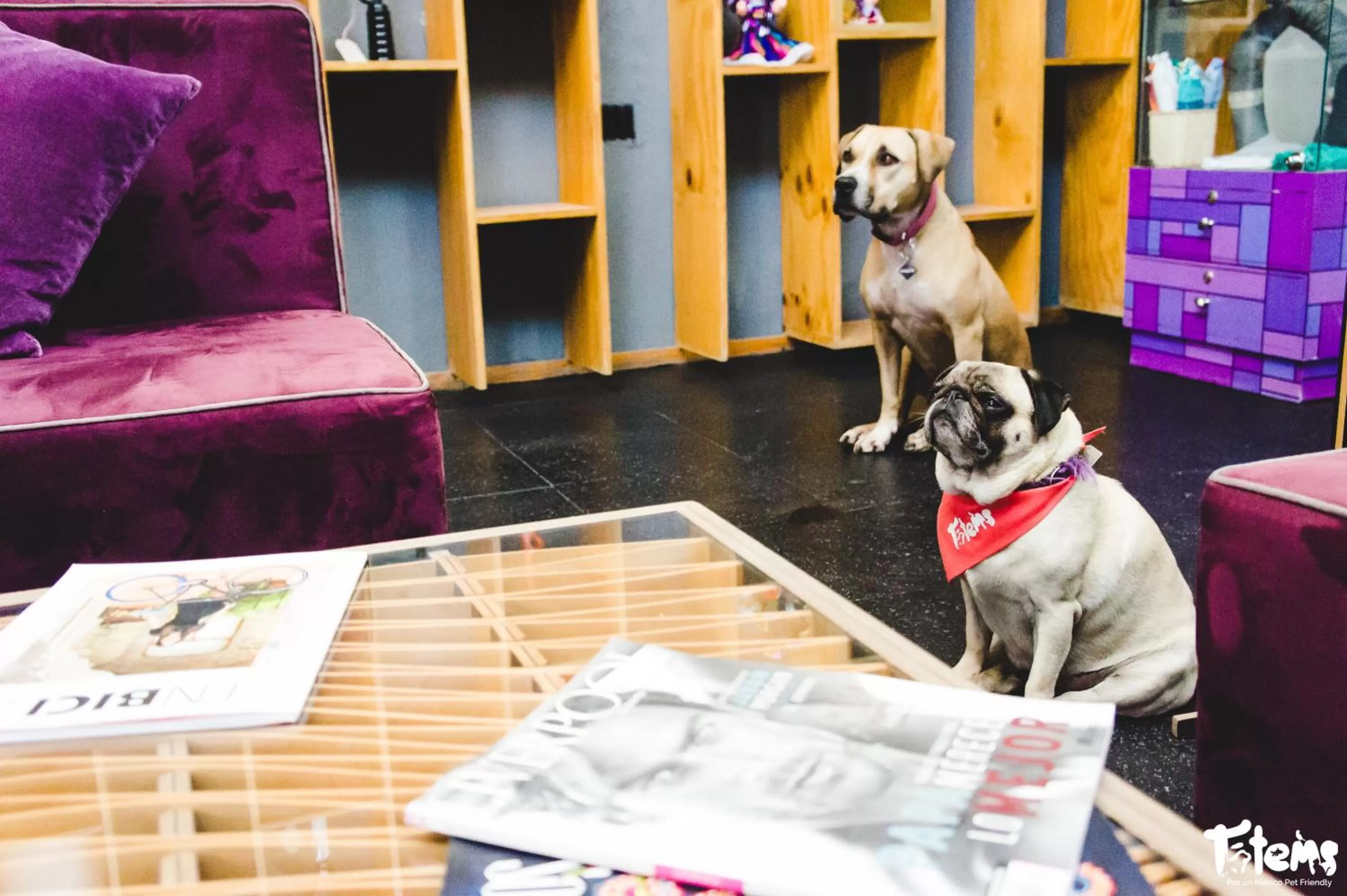 Pets in Hotel Boutique MO17