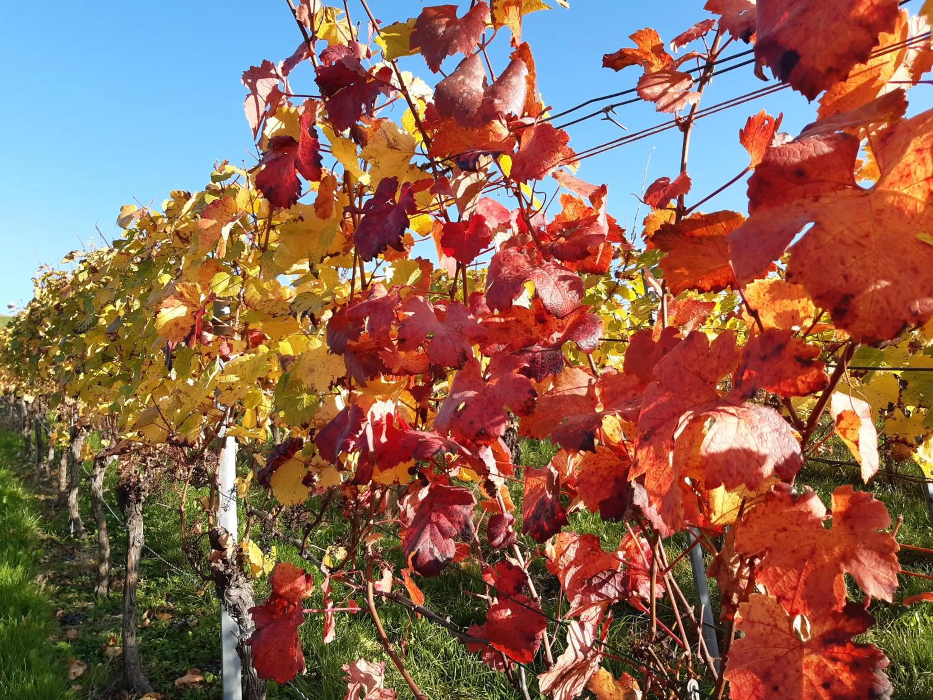 Natural landscape in Remstal Hotel