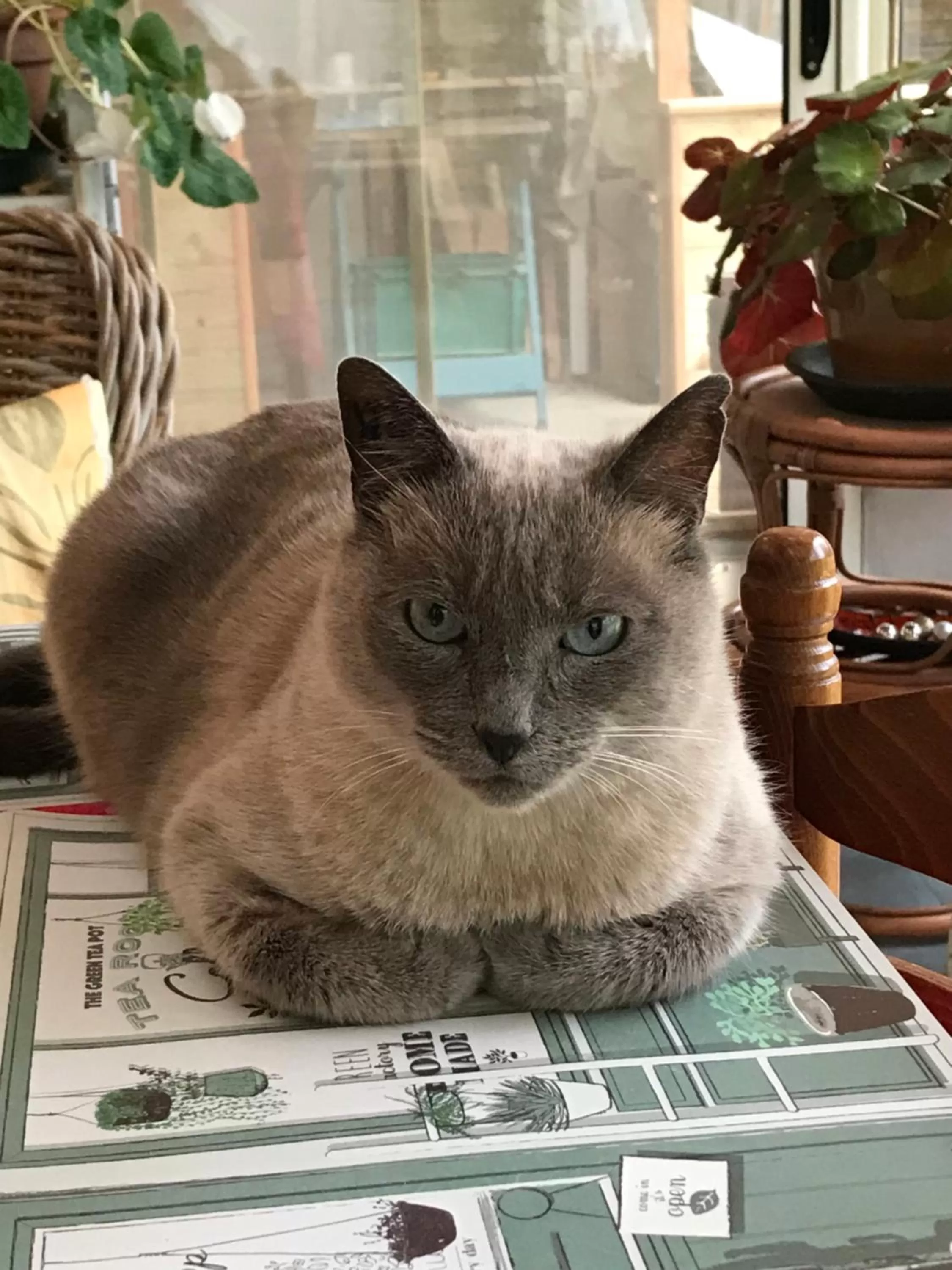 Pets in 2 CHAMBRES B&B PRÈS DE L'AÉROPORT ET DU MEETT