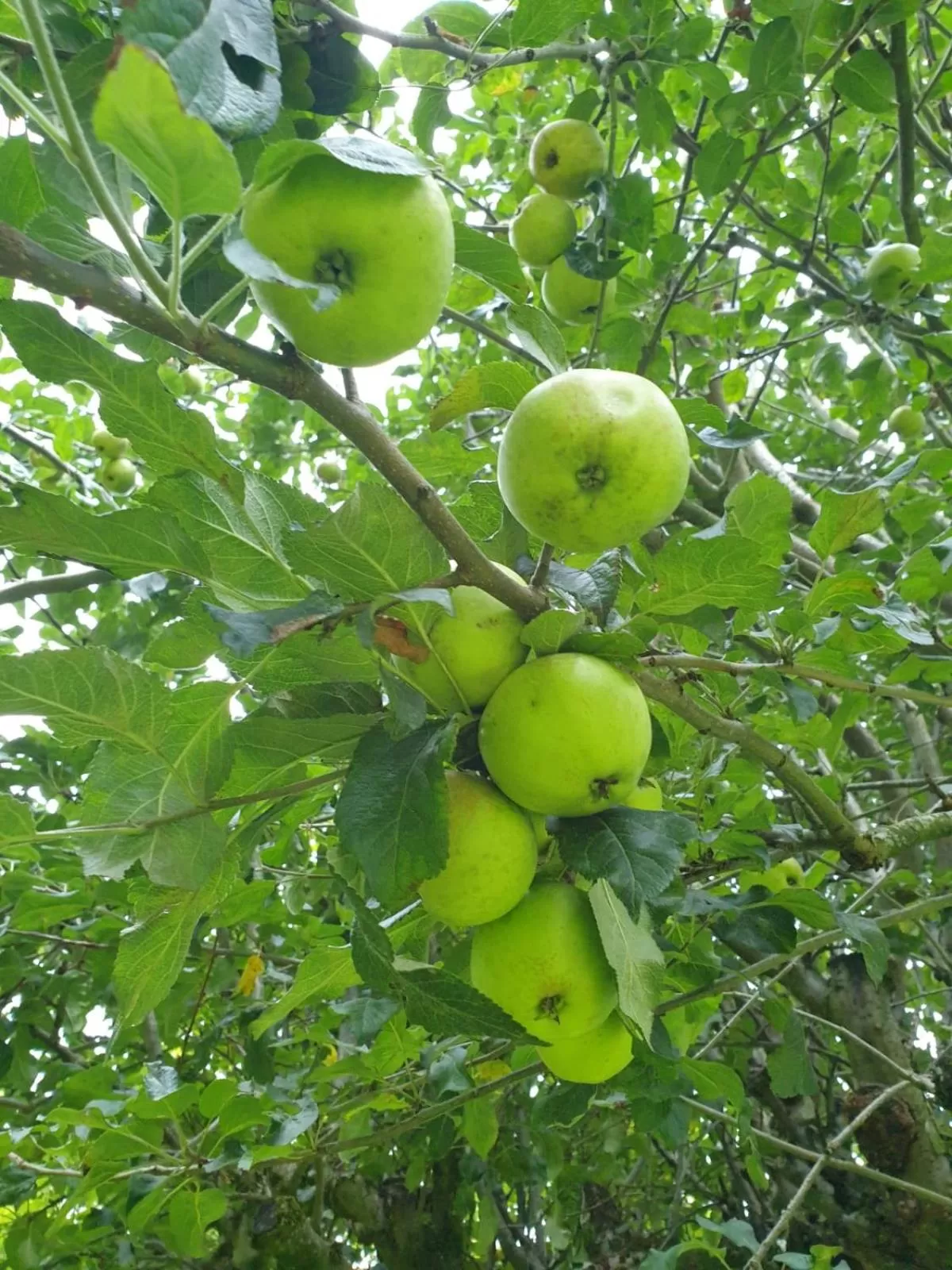 Food in South Lodge House