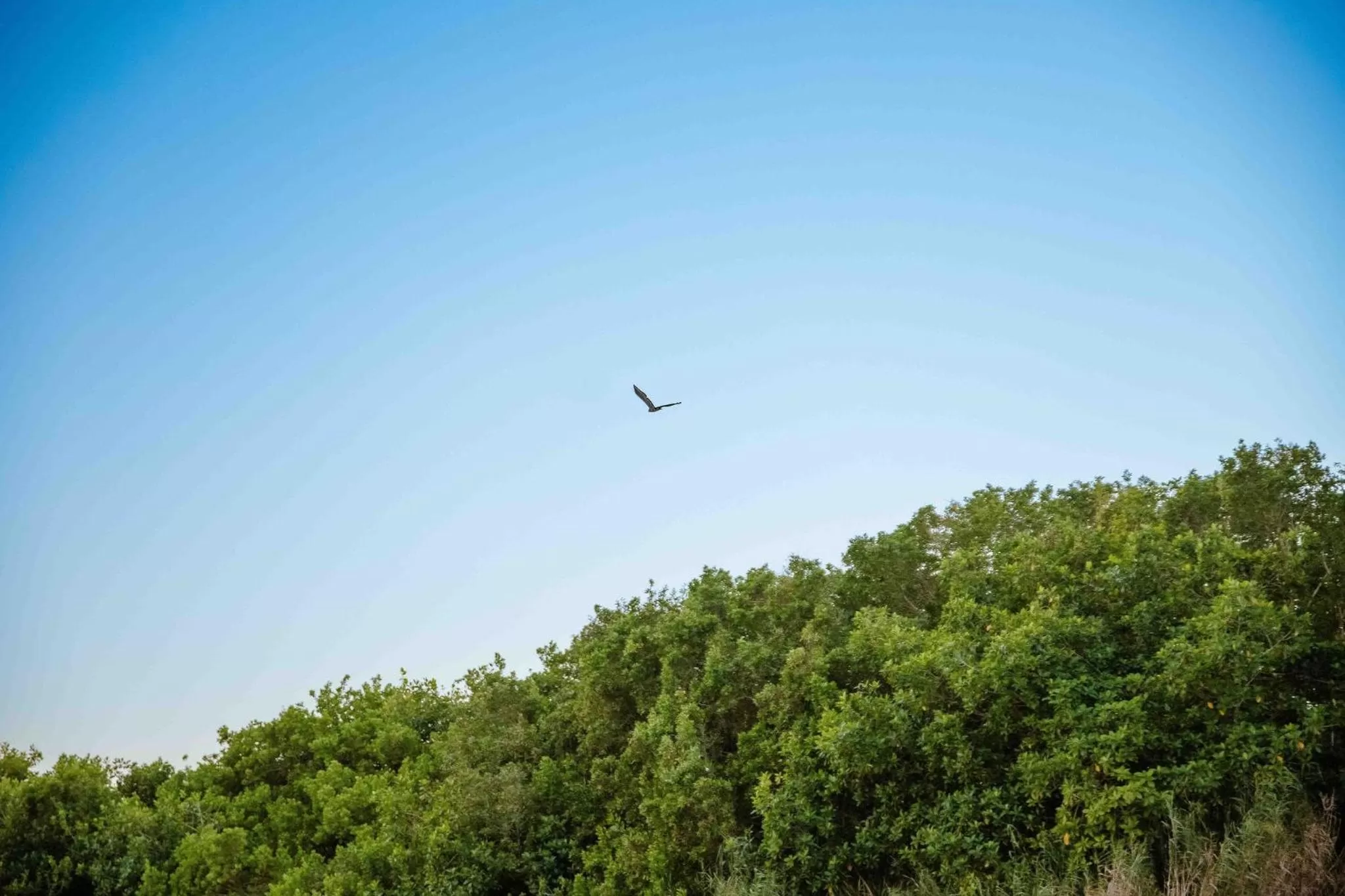 Natural landscape in Hotel Naomi City center