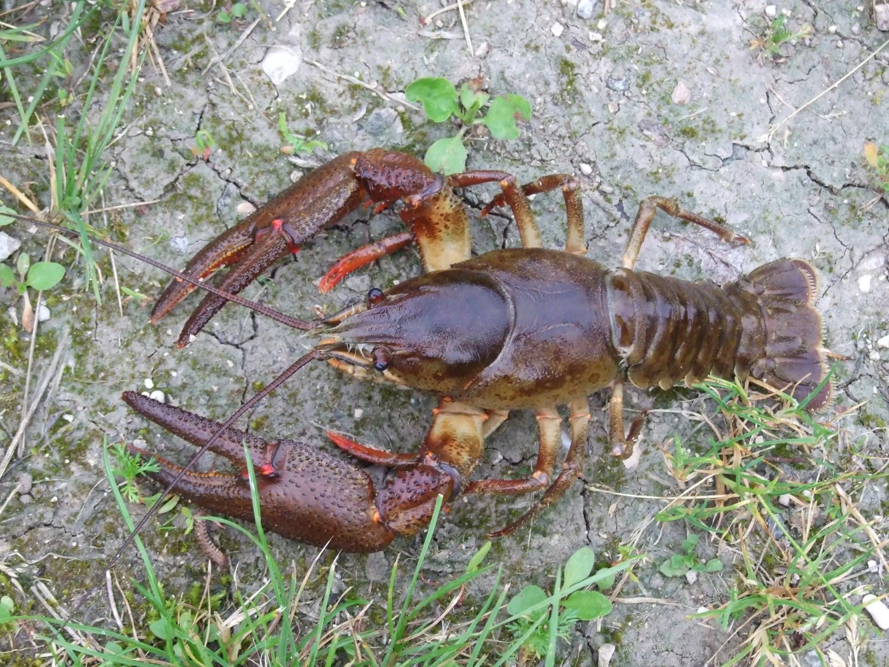 Other Animals in Le Moulin Aux Ecrevisses