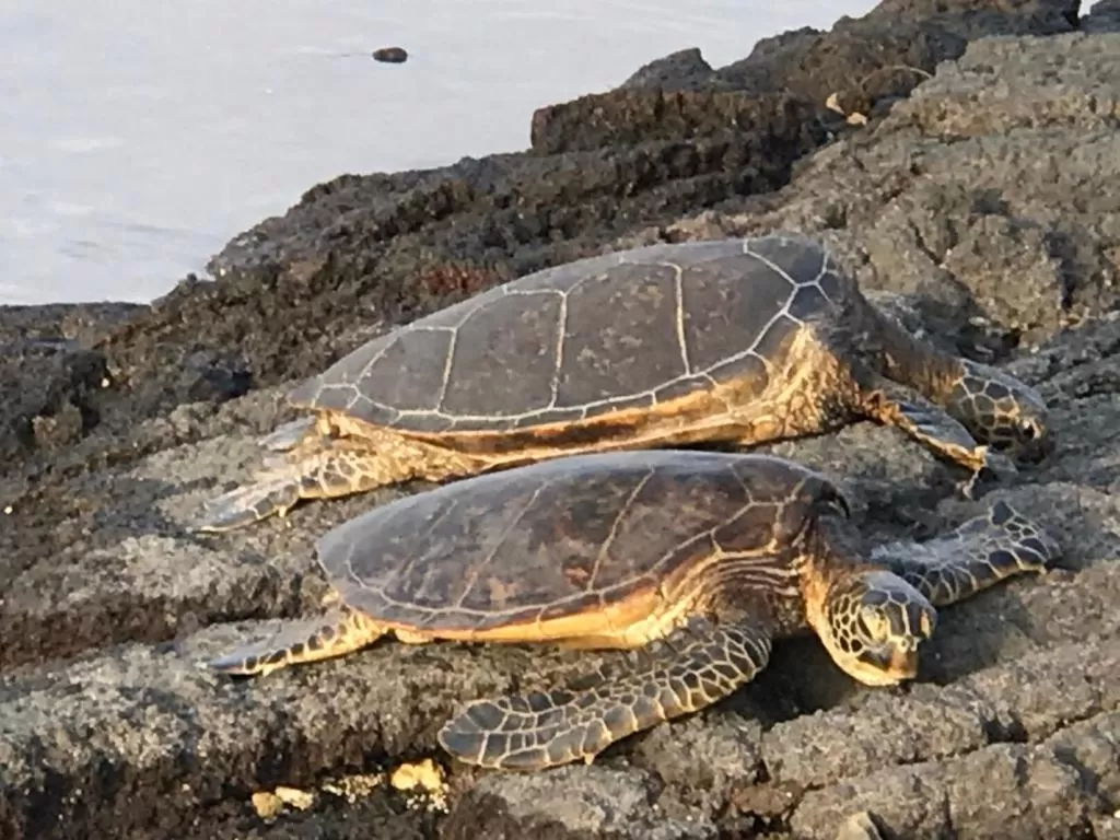 Animals in Ala Kai Bed and Breakfast