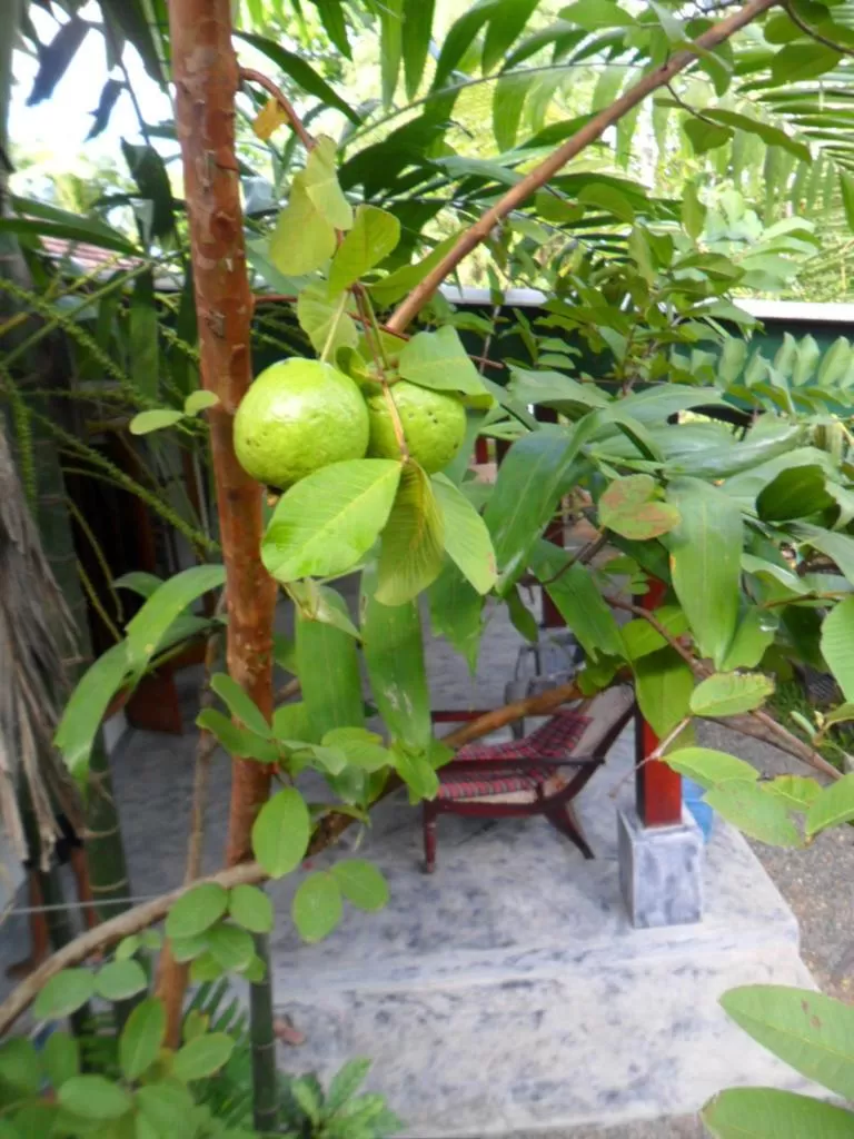 Weligama Bay Eco Villa