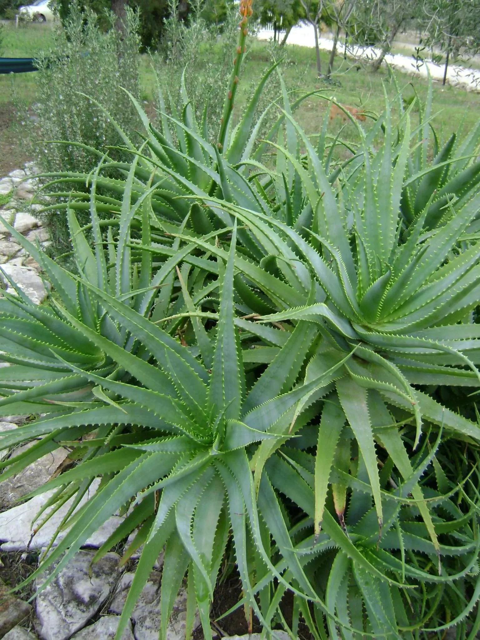 Garden in B&B Villa Mediterranea with private parking