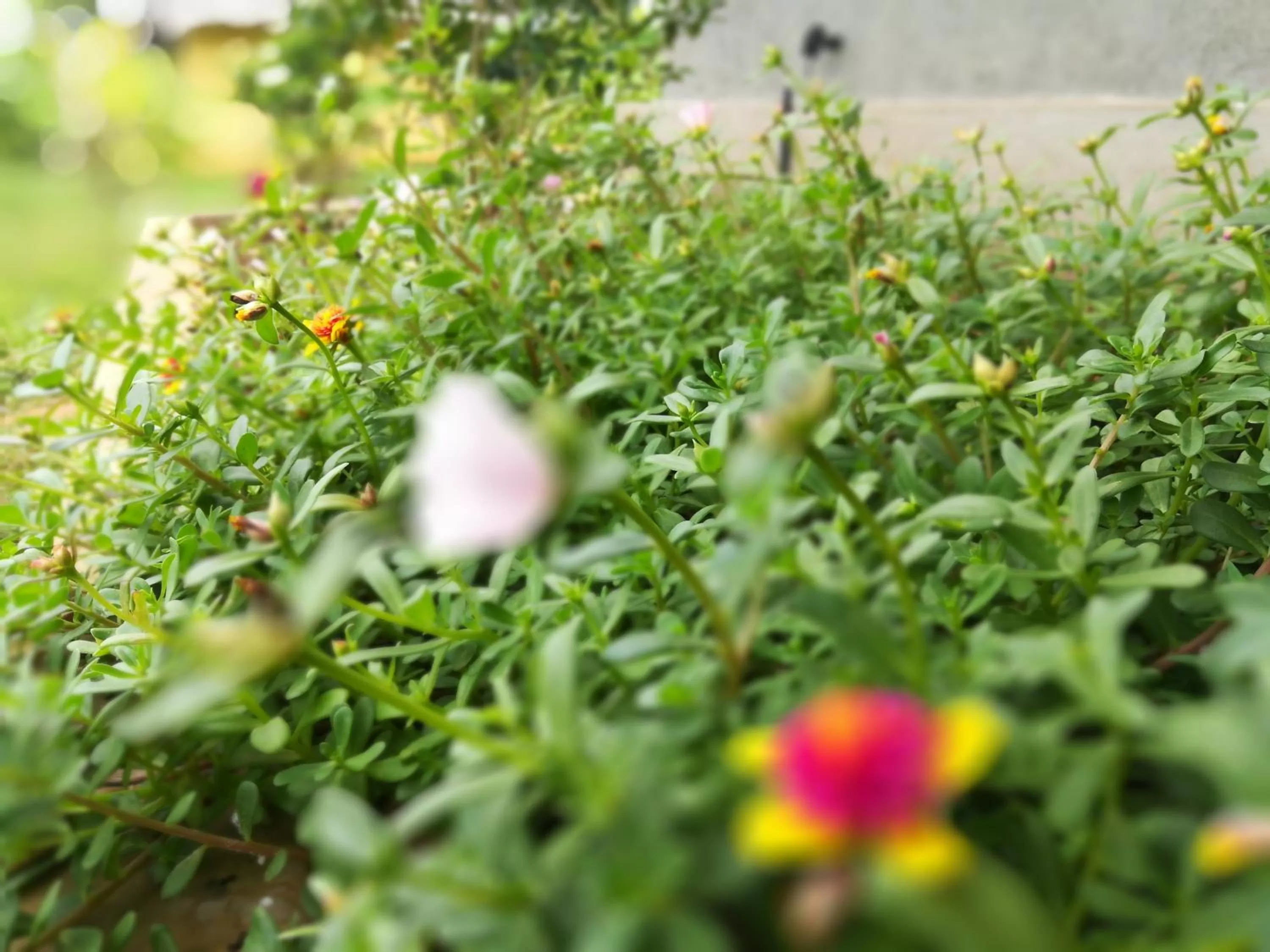 Garden in Lake Bliss