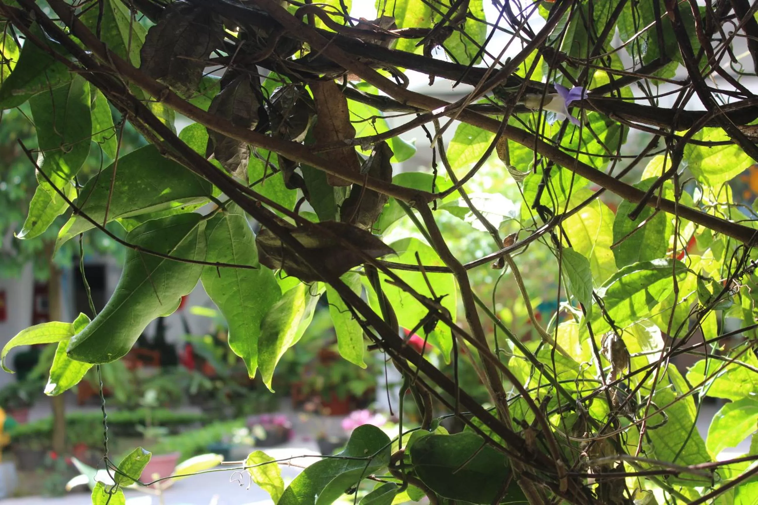 Other Animals in Cando Living Apartments in Central Avenue