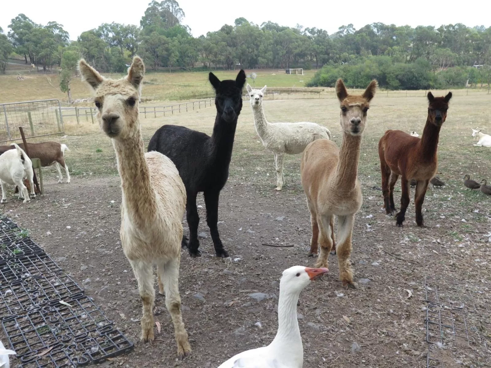 Property building in Honeyeater Cottage