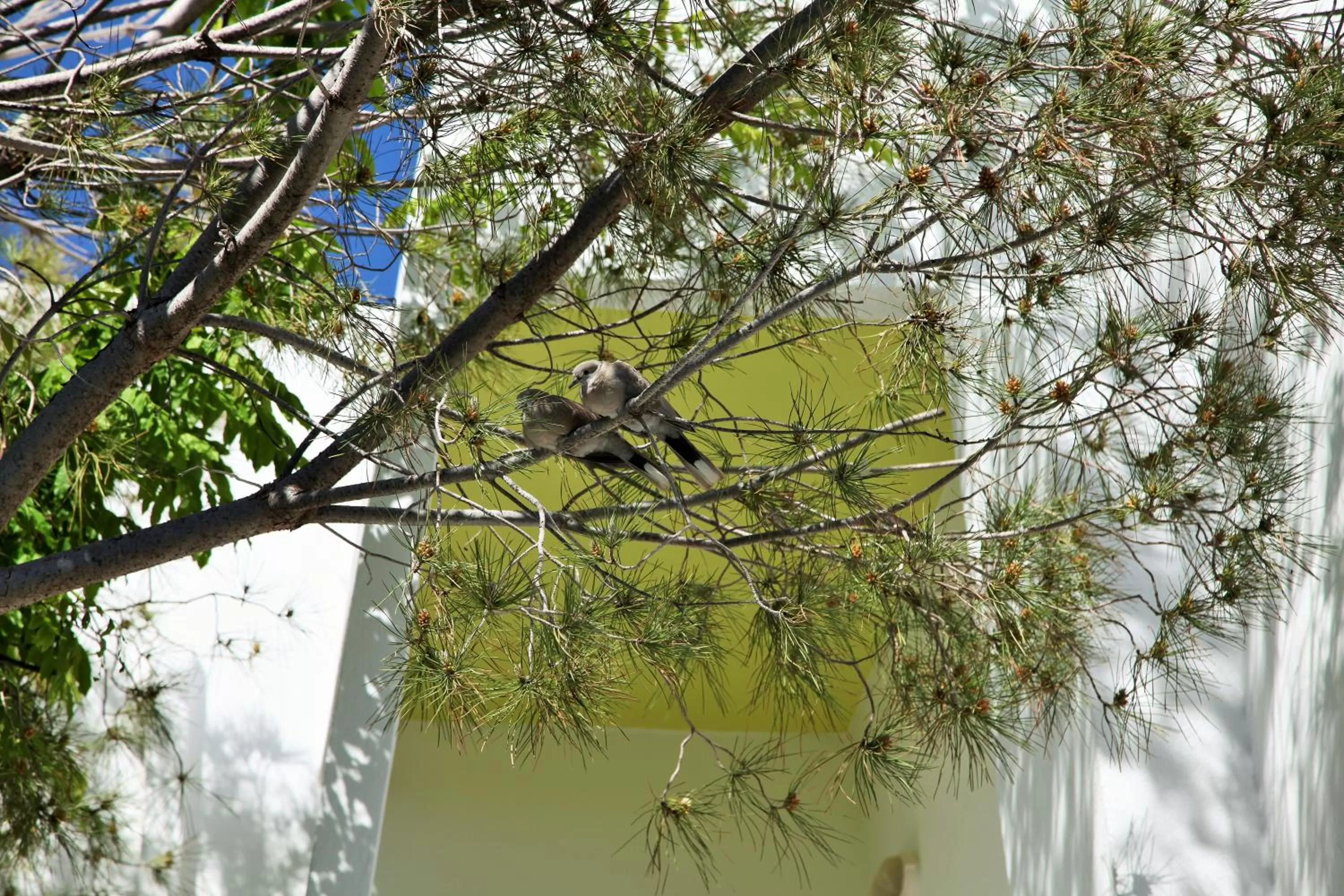 Animals in Aris Boutique Hotel