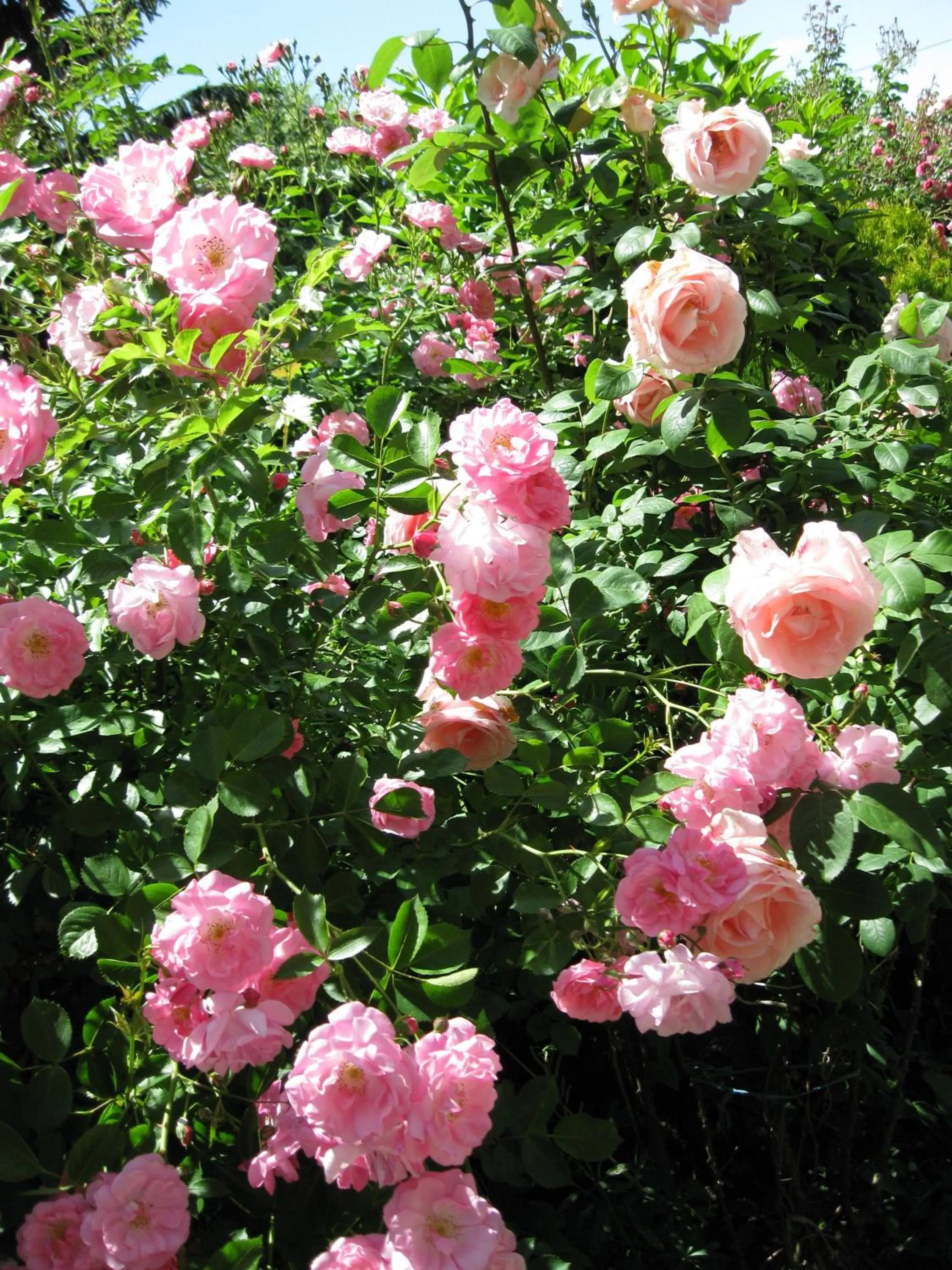 Garden in Villa Jordan