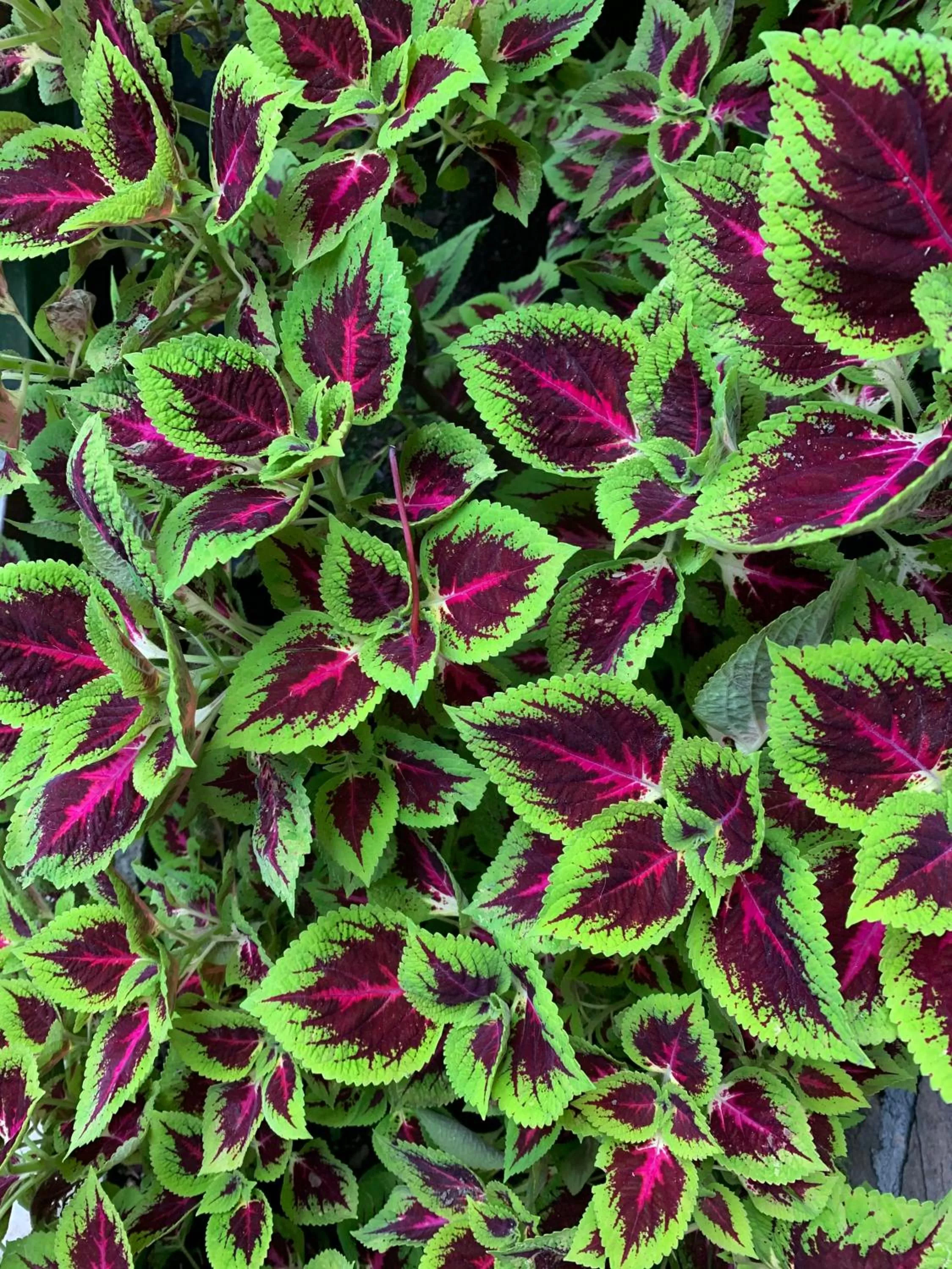 Garden view in Hotel Vísperas