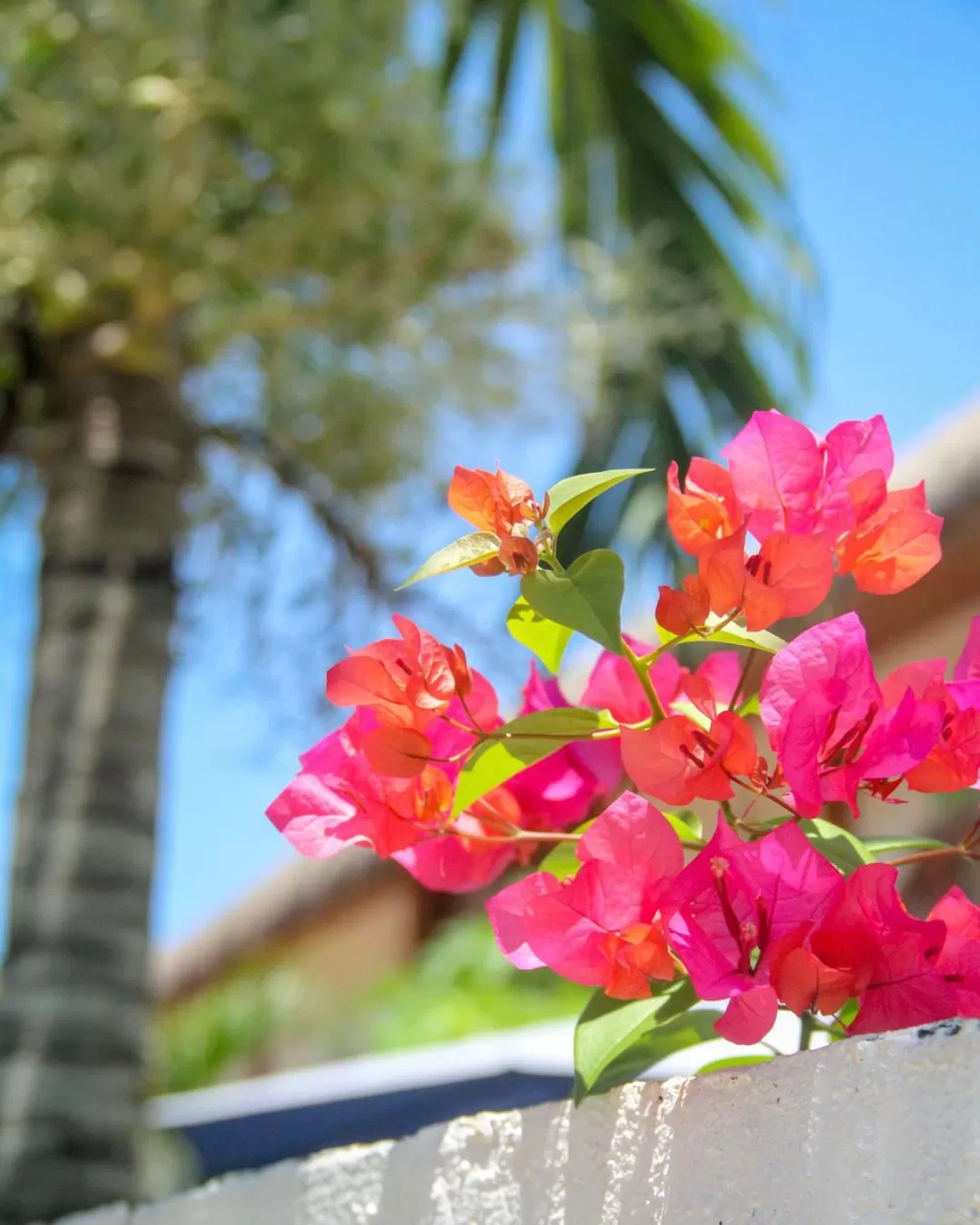 Garden in Scent of Green Papaya