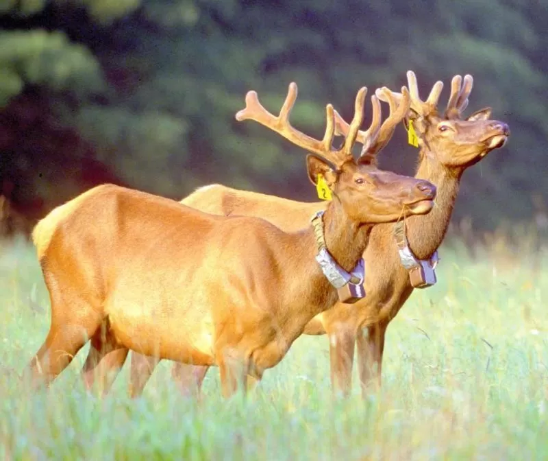 Nearby landmark in Jonathan Creek Inn and Villas