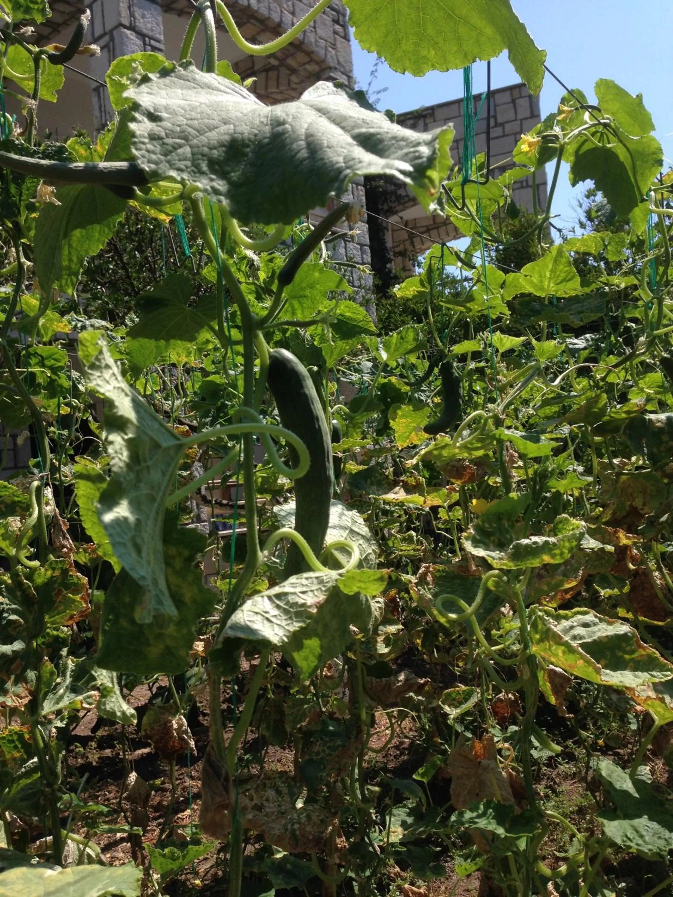 Garden in Sun Garden Apart Hotel