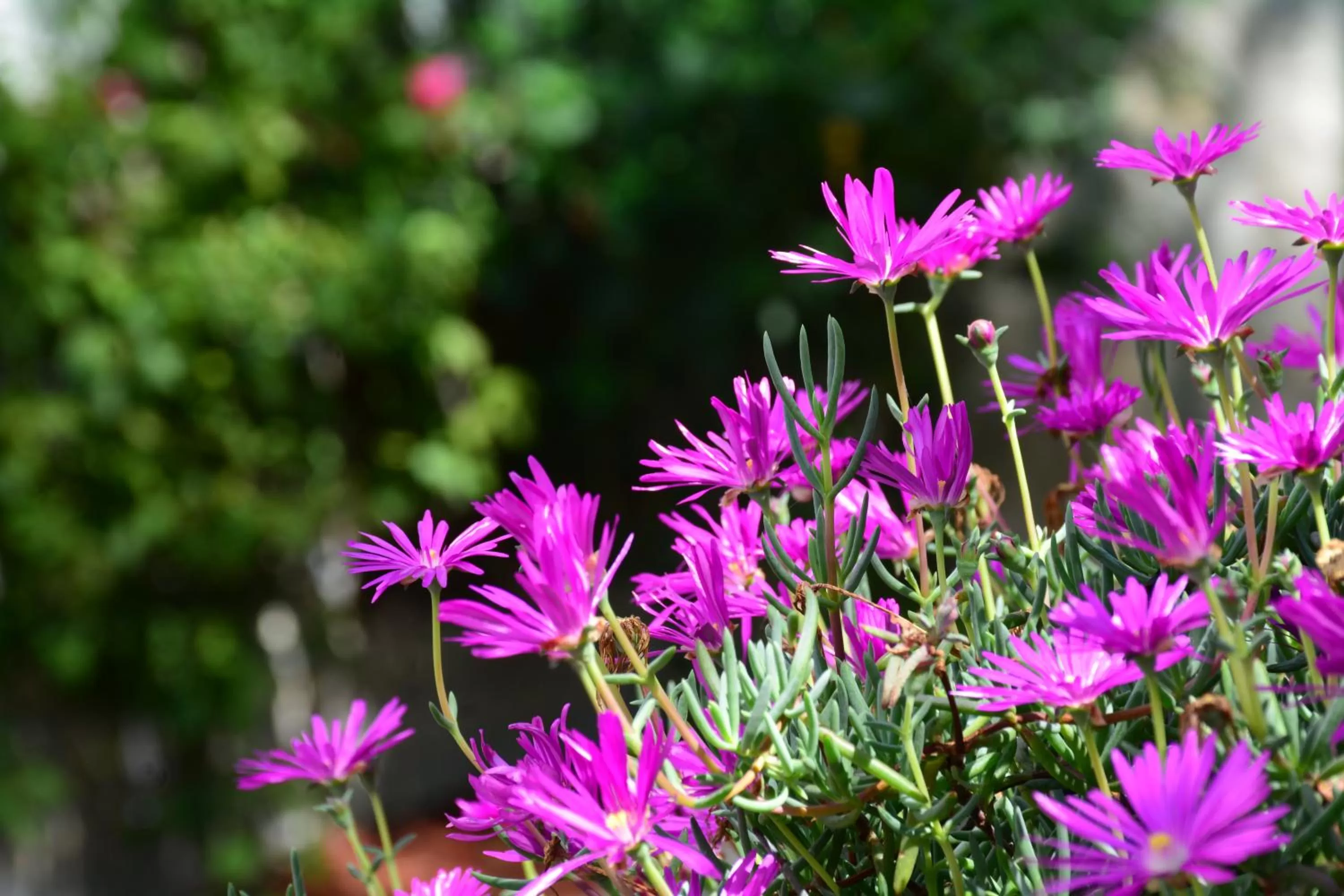 Garden in Hotel & Spa Doña Urraca San Miguel De Allende