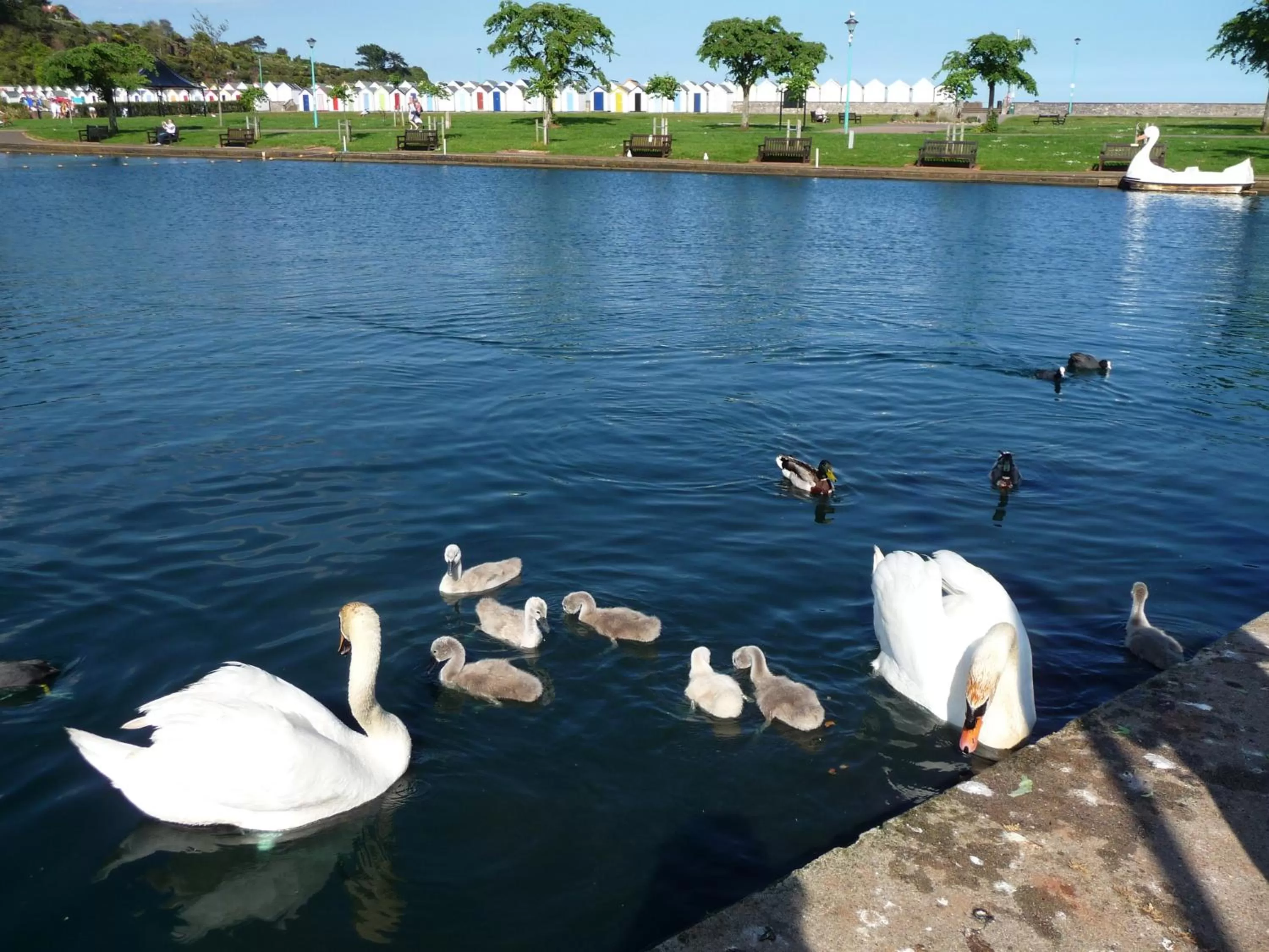 Area and facilities, Other Animals in The Wentworth Guest House