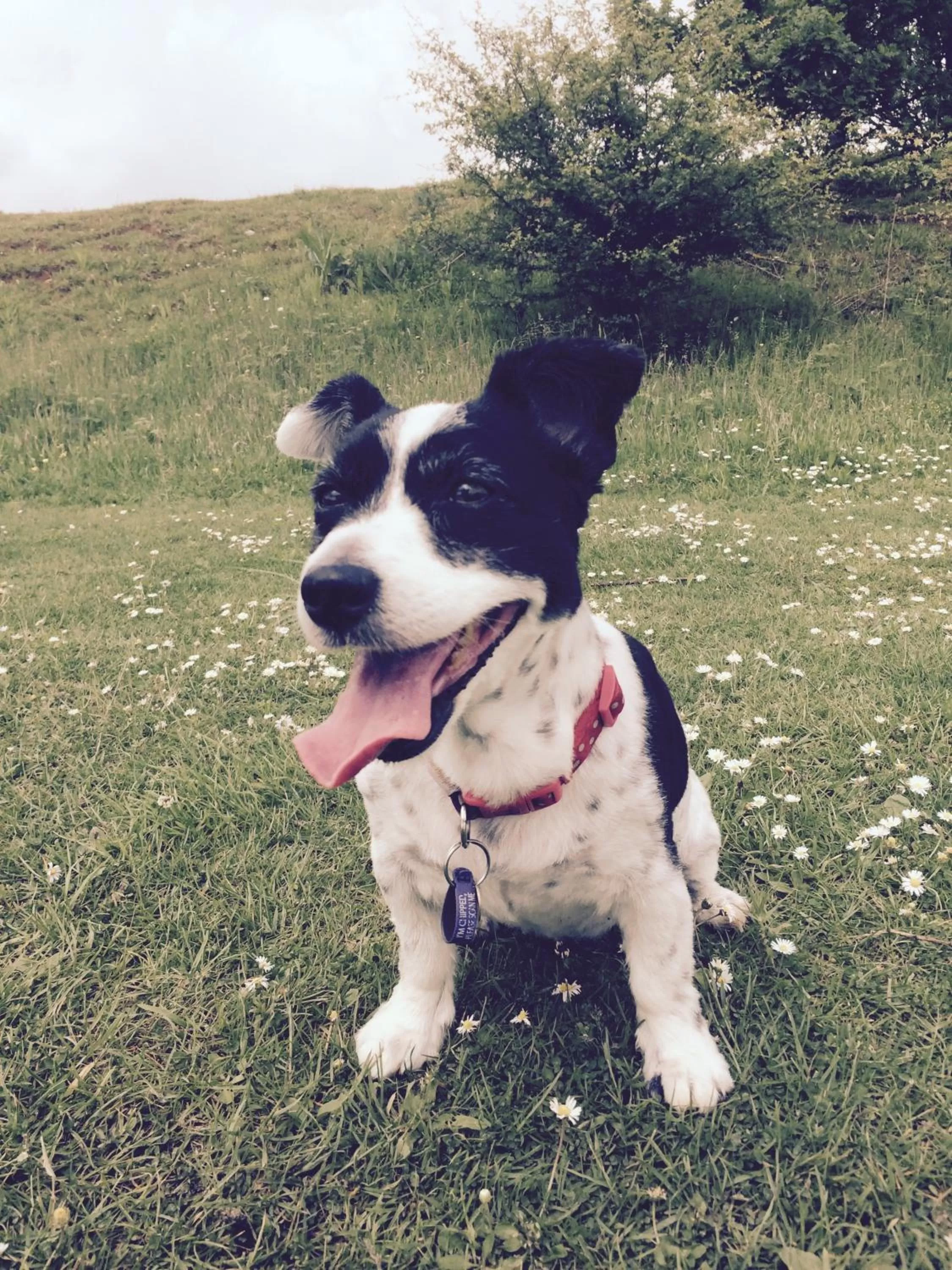 Pets in Grange Bank House