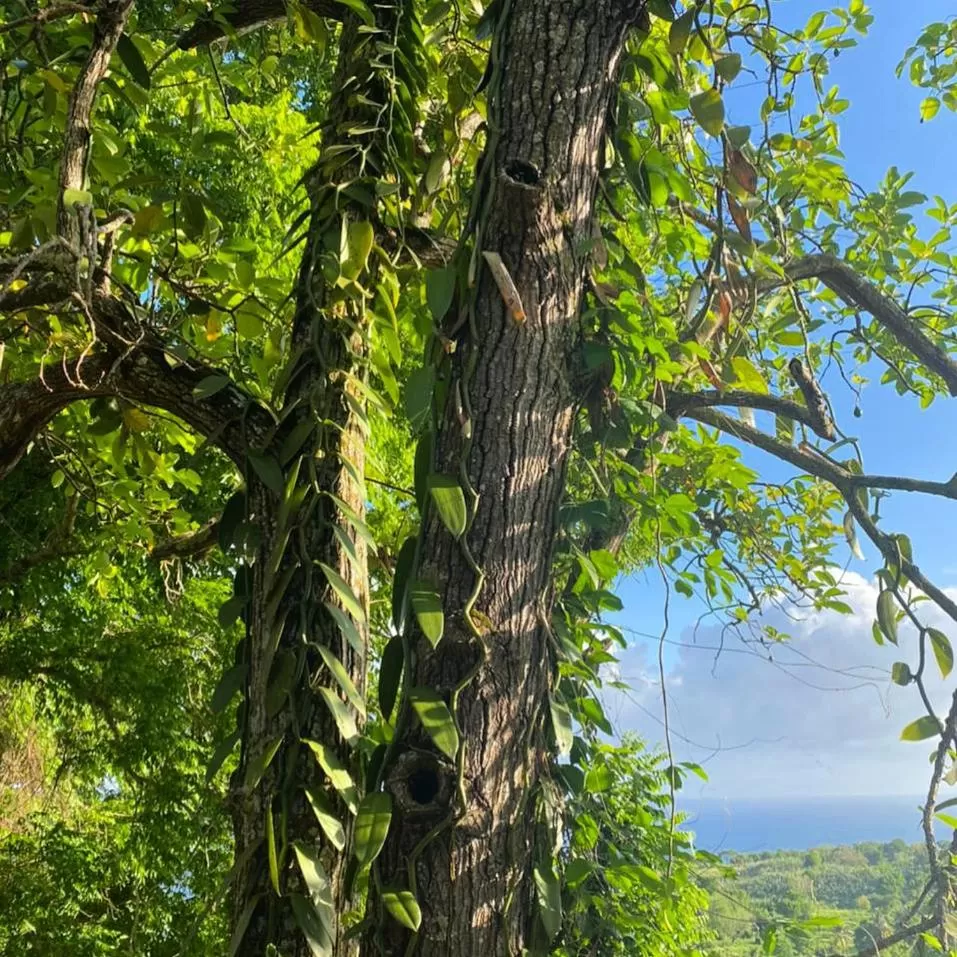 Villa Cajou chambres d'hôtes chez l'habitant et Zanzibar cottage