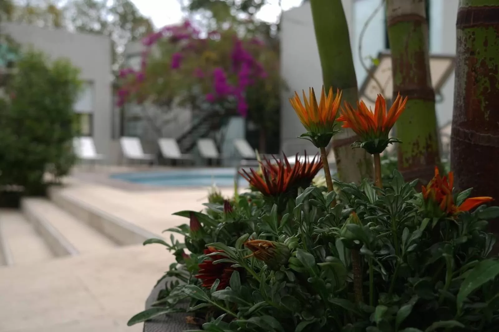 Spring in Casa Tepoztlán