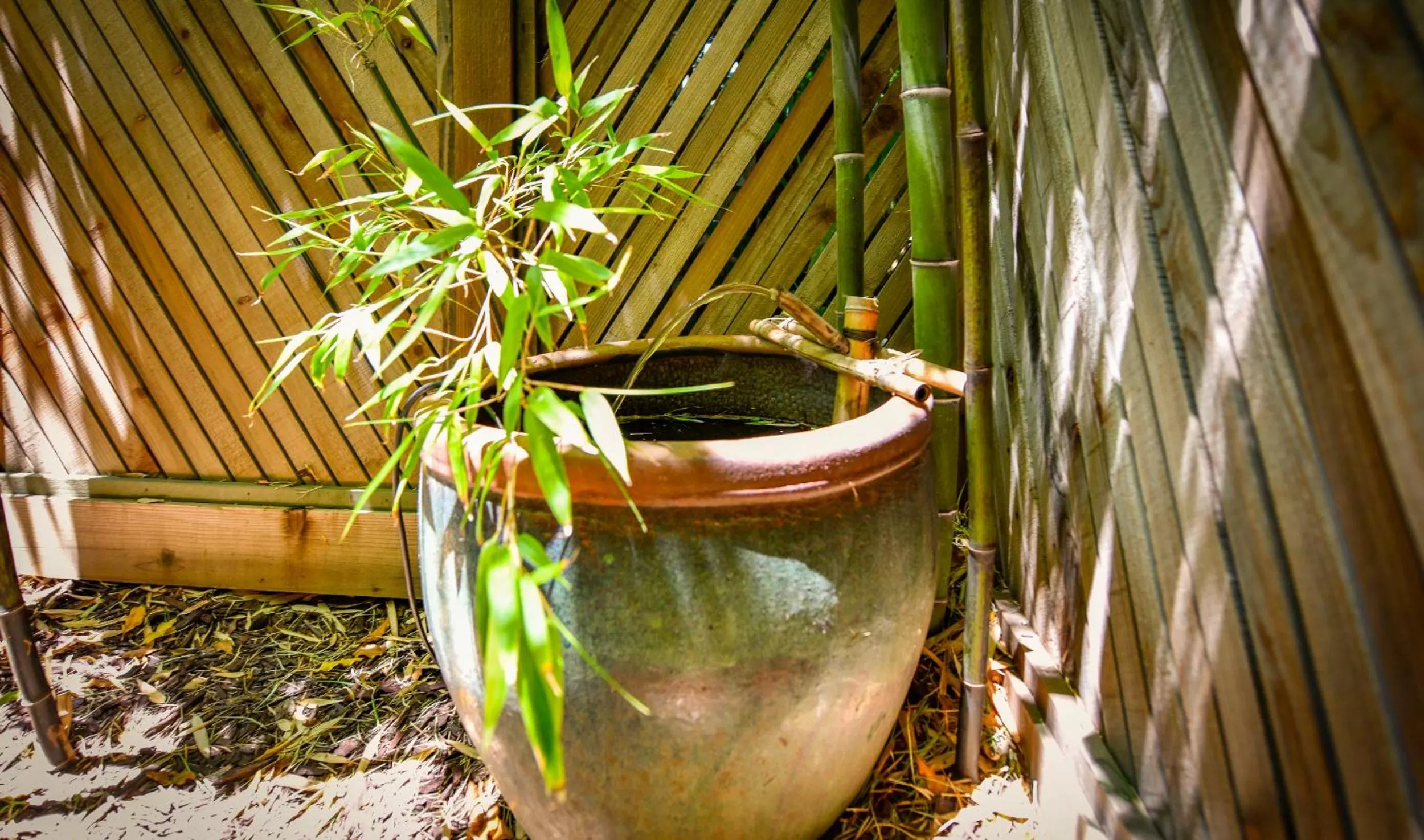 Garden in Blackbird Inn