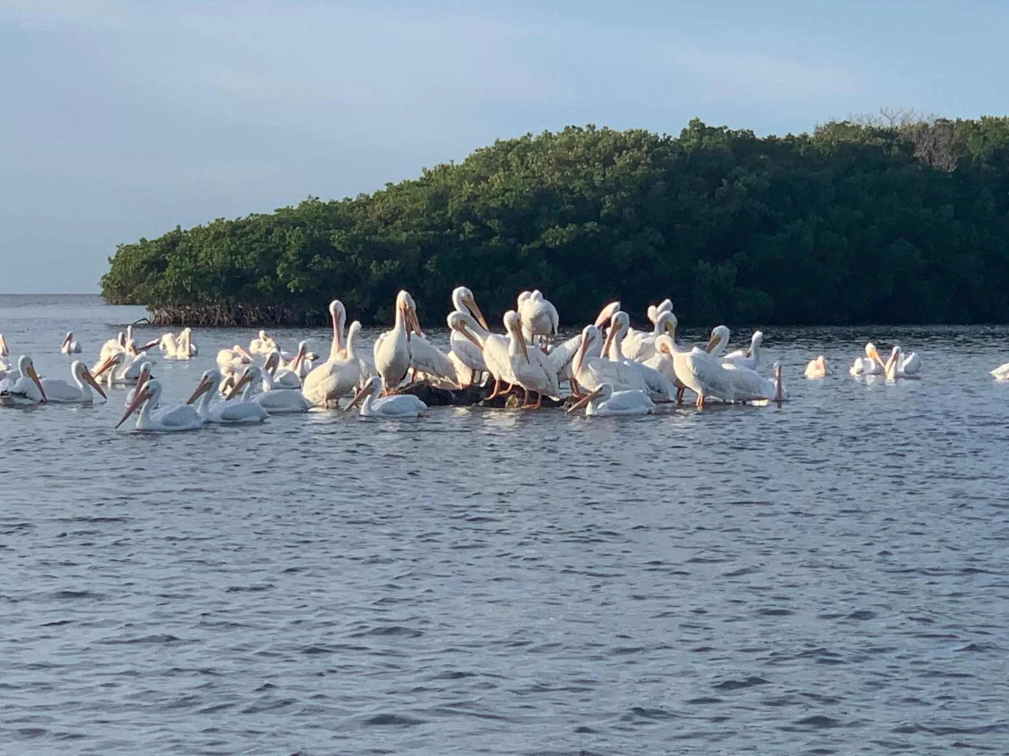 Beach, Other Animals in Crystal River Lullaby B&B