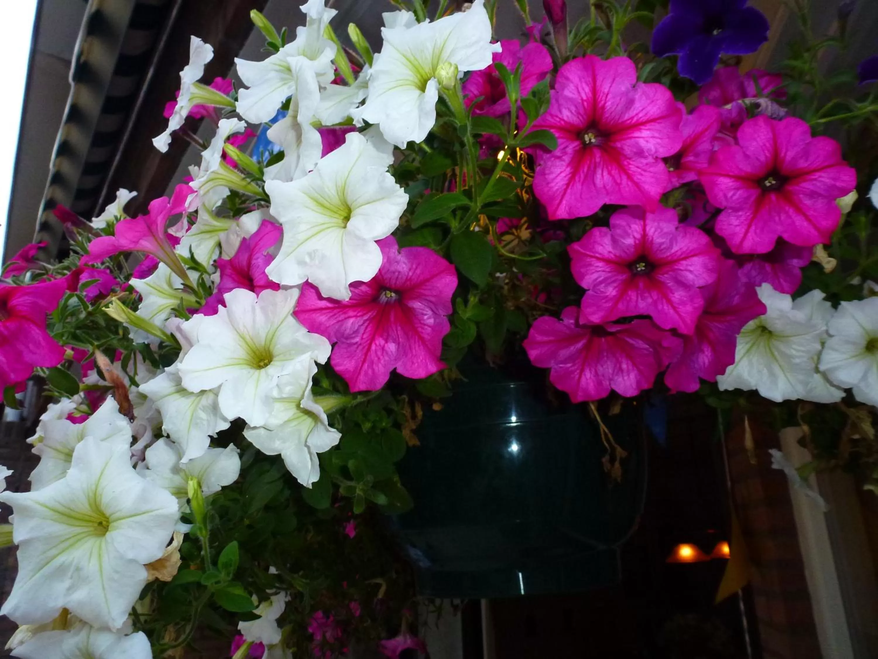 Property building in B&B Acacia