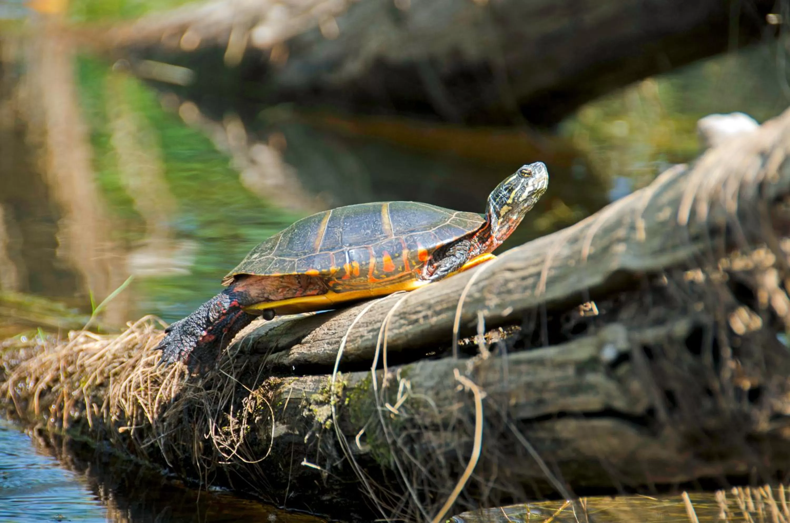 River view in Old Saco Inn