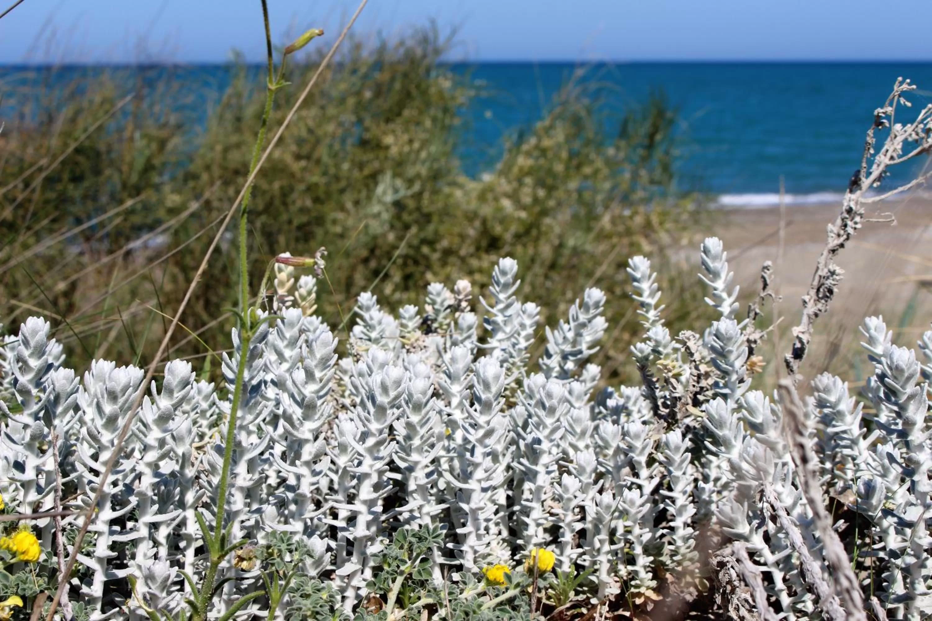 Beach in Casa Mazzone
