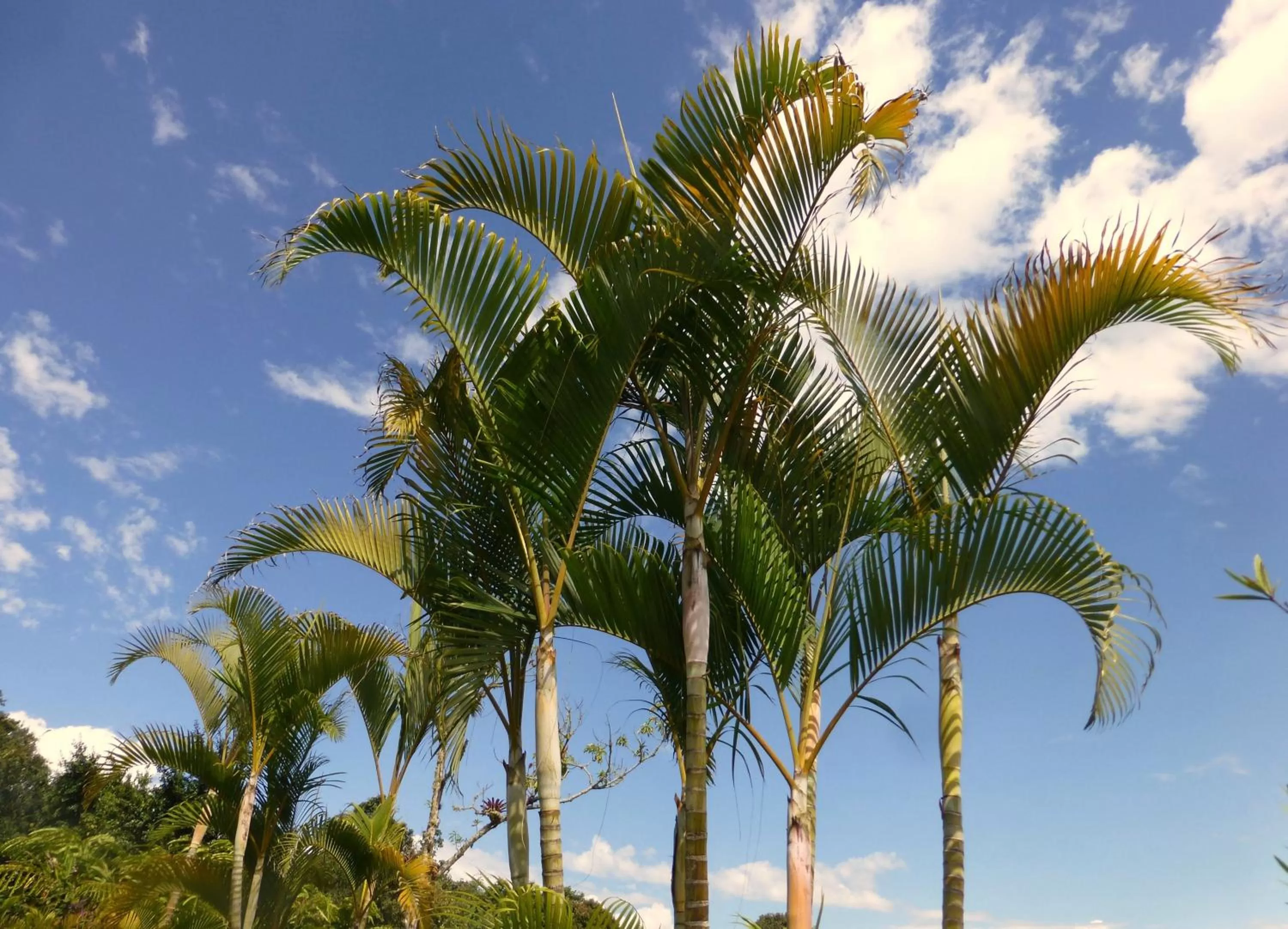 Garden in Finca El Cielo