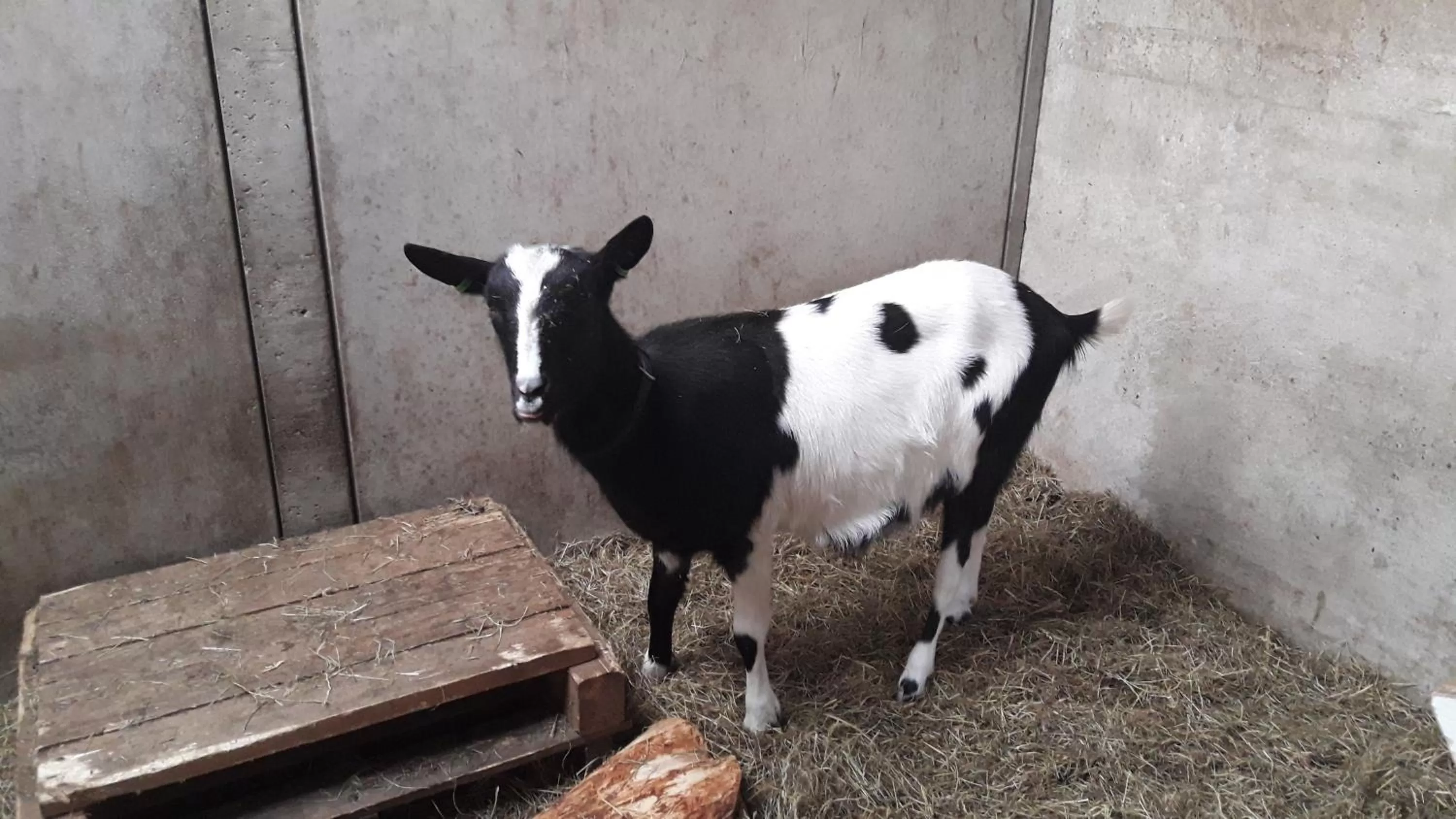 Pets, Other Animals in 't Rond Bargie