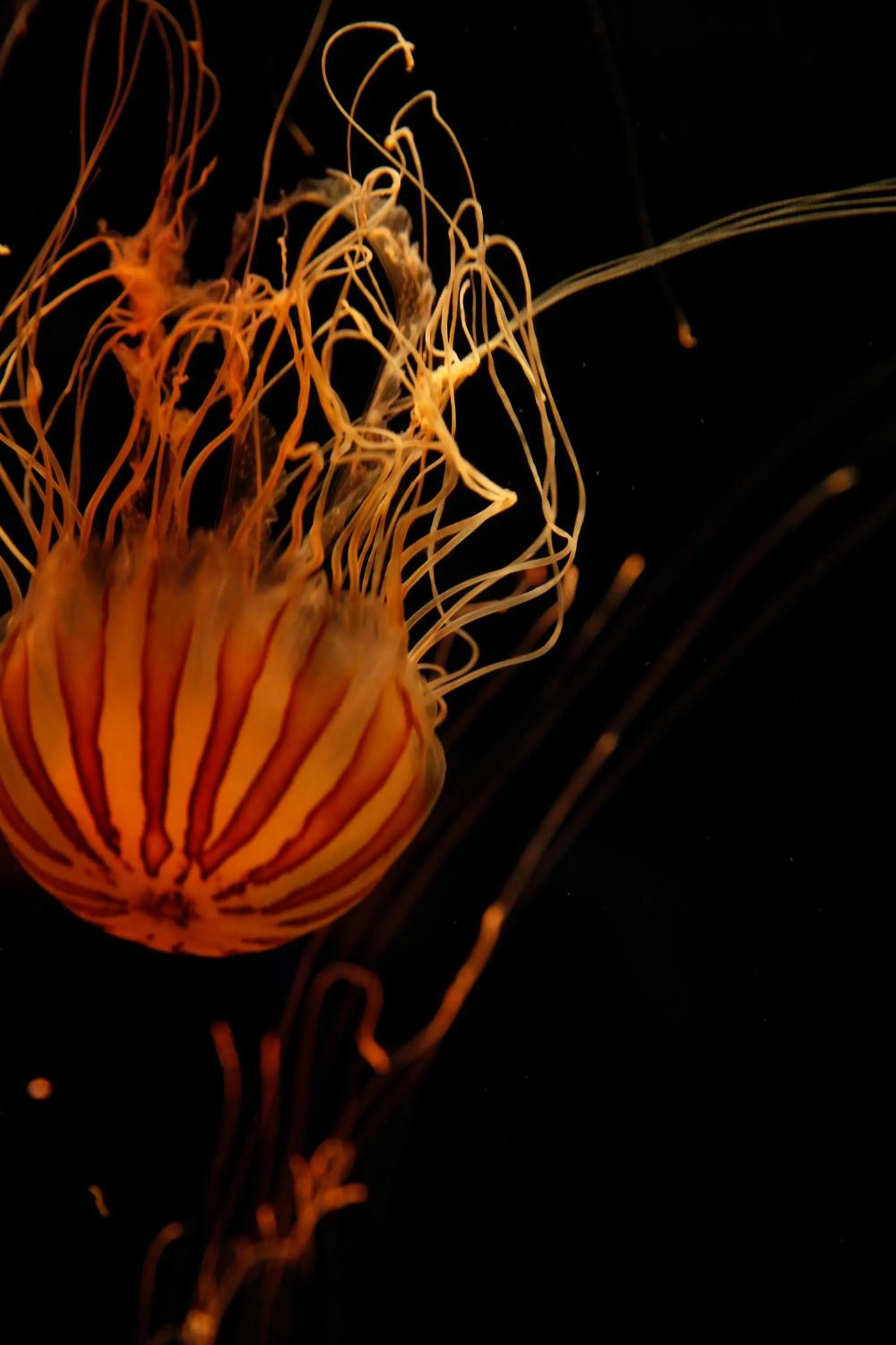 Nearby landmark in KOKO HOTEL Higashiosaka - formerly Hotel Wing International Select Higashi Osaka