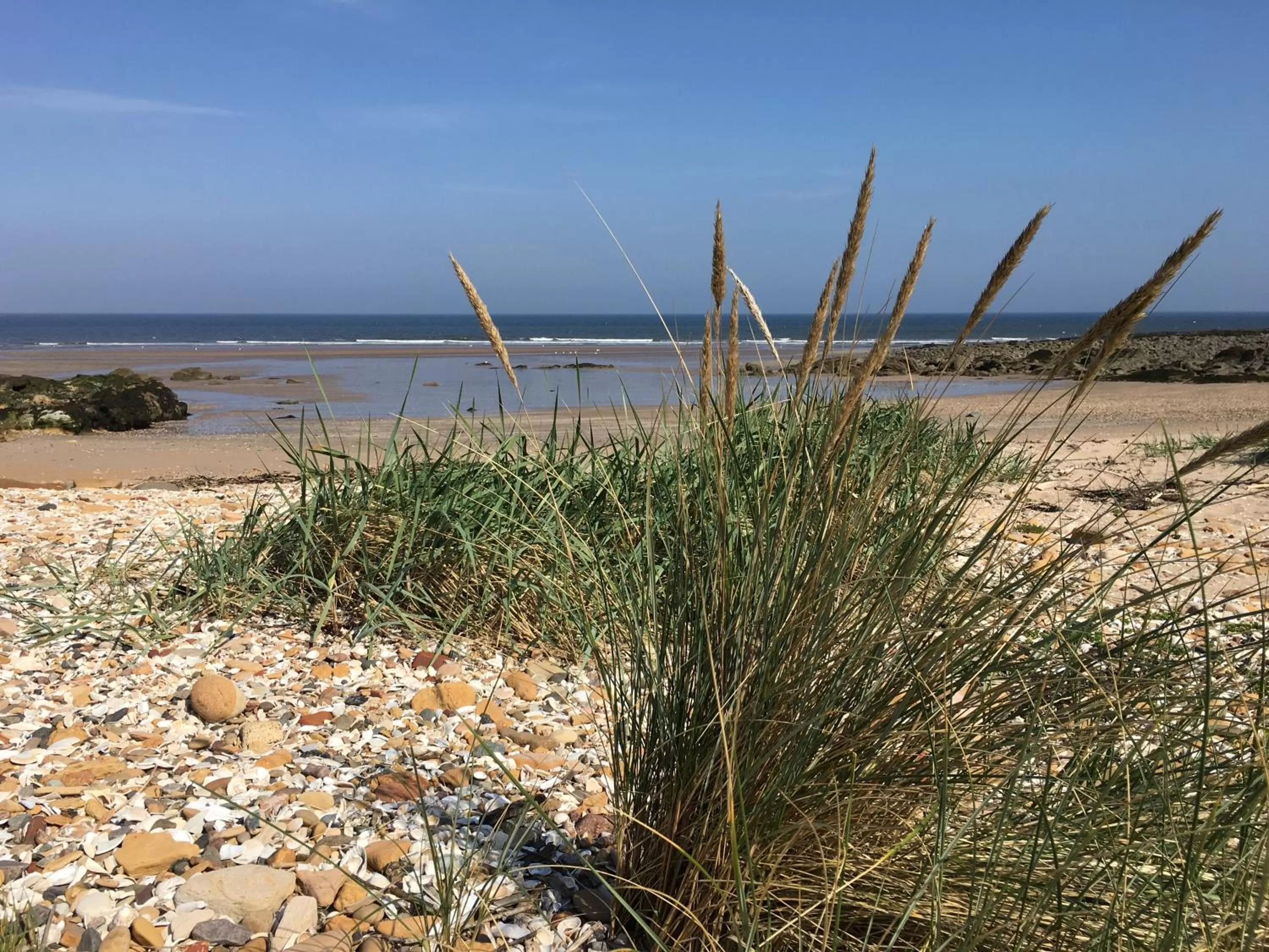 Natural landscape, Beach in Maple Cottage B&B