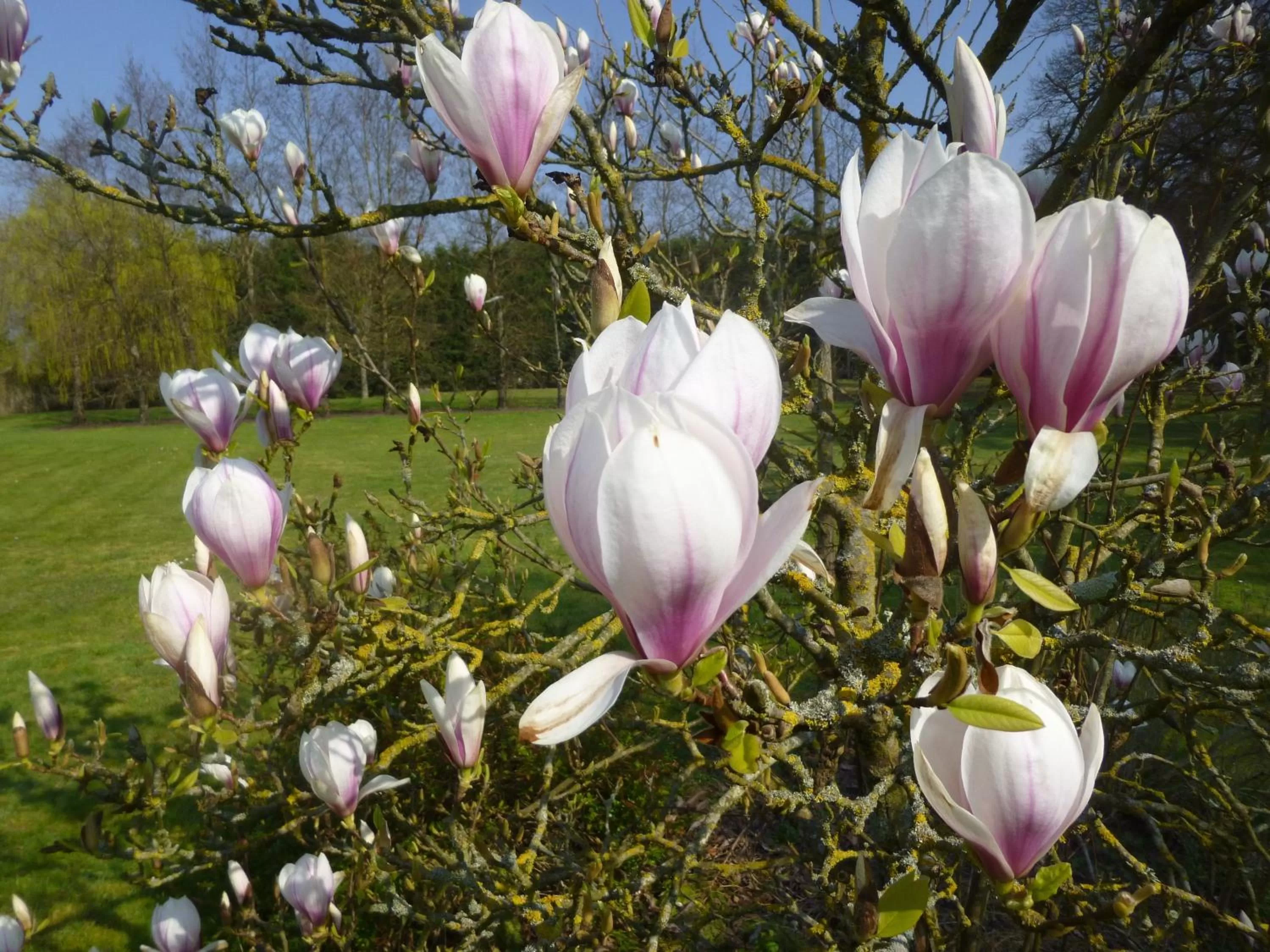 Garden in Cèdre et Charme