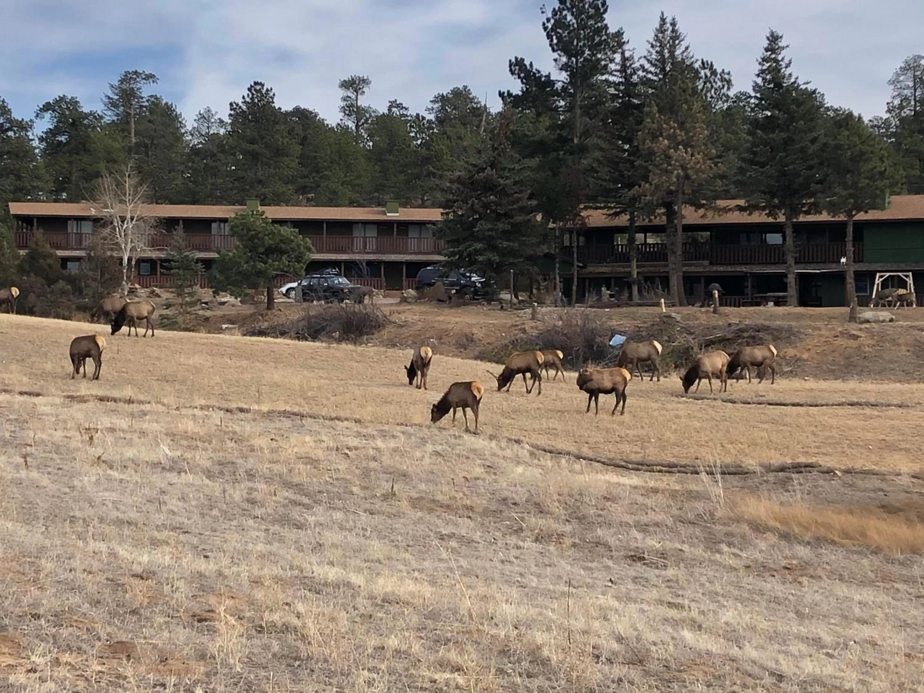 Other Animals in Estes Lake Lodge