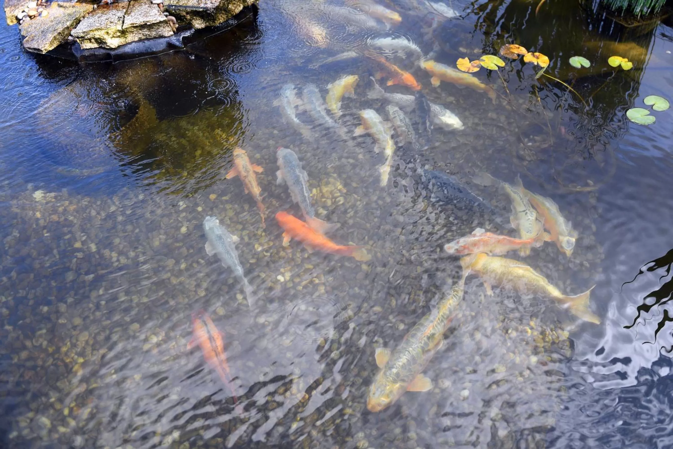 Garden in Casa das Carpas