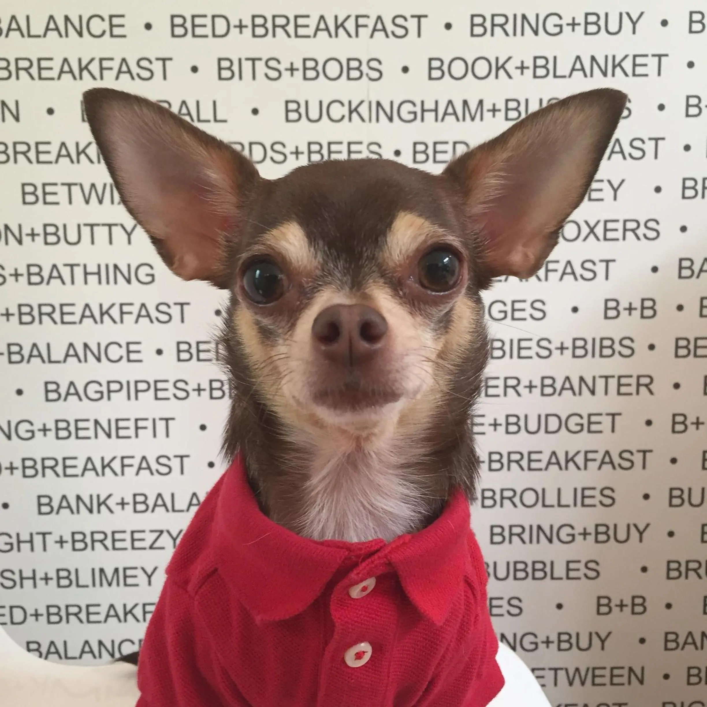 Pets in B&B Belgravia