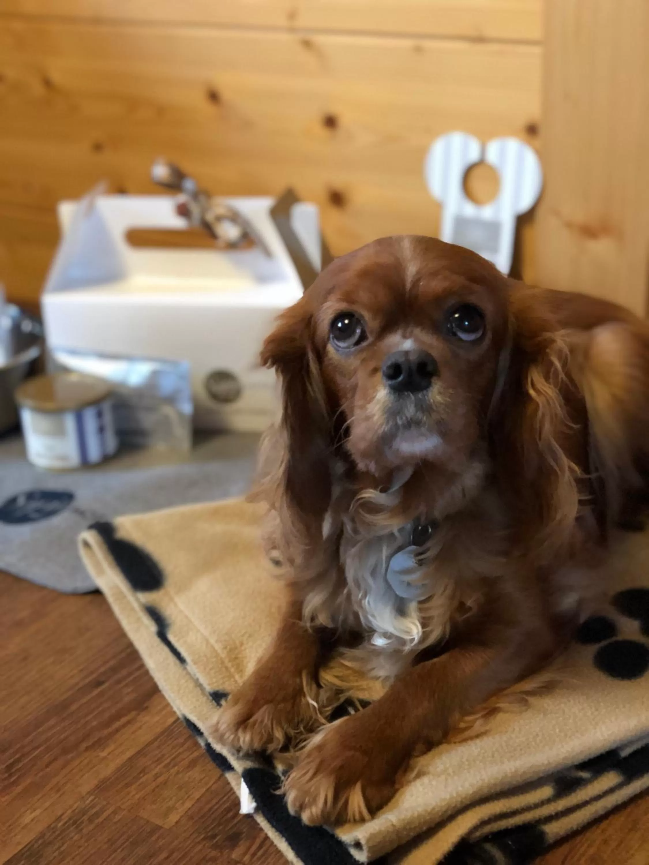 Pets in Sapia Hotel St. Fridolin