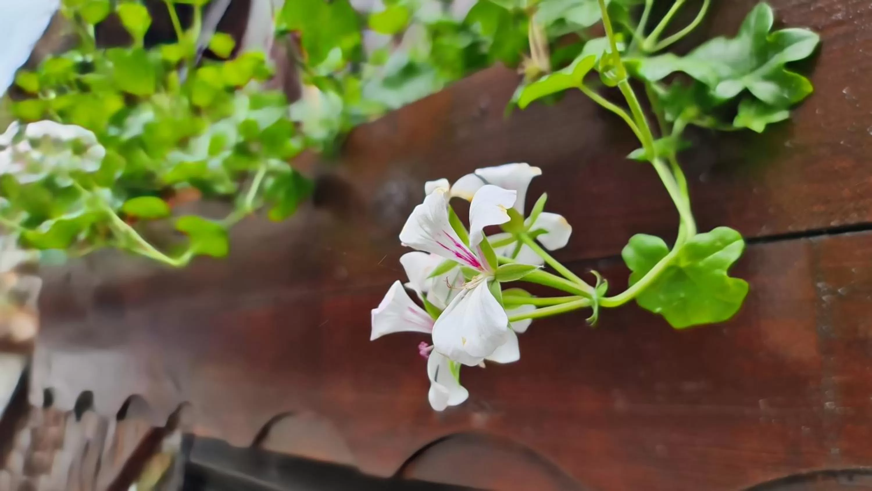 The Old House Family Hotel