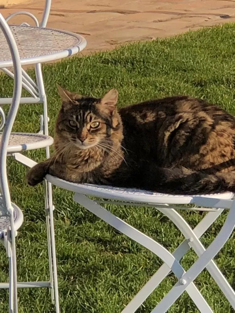 Pets in La Casa di Valeria - Modena