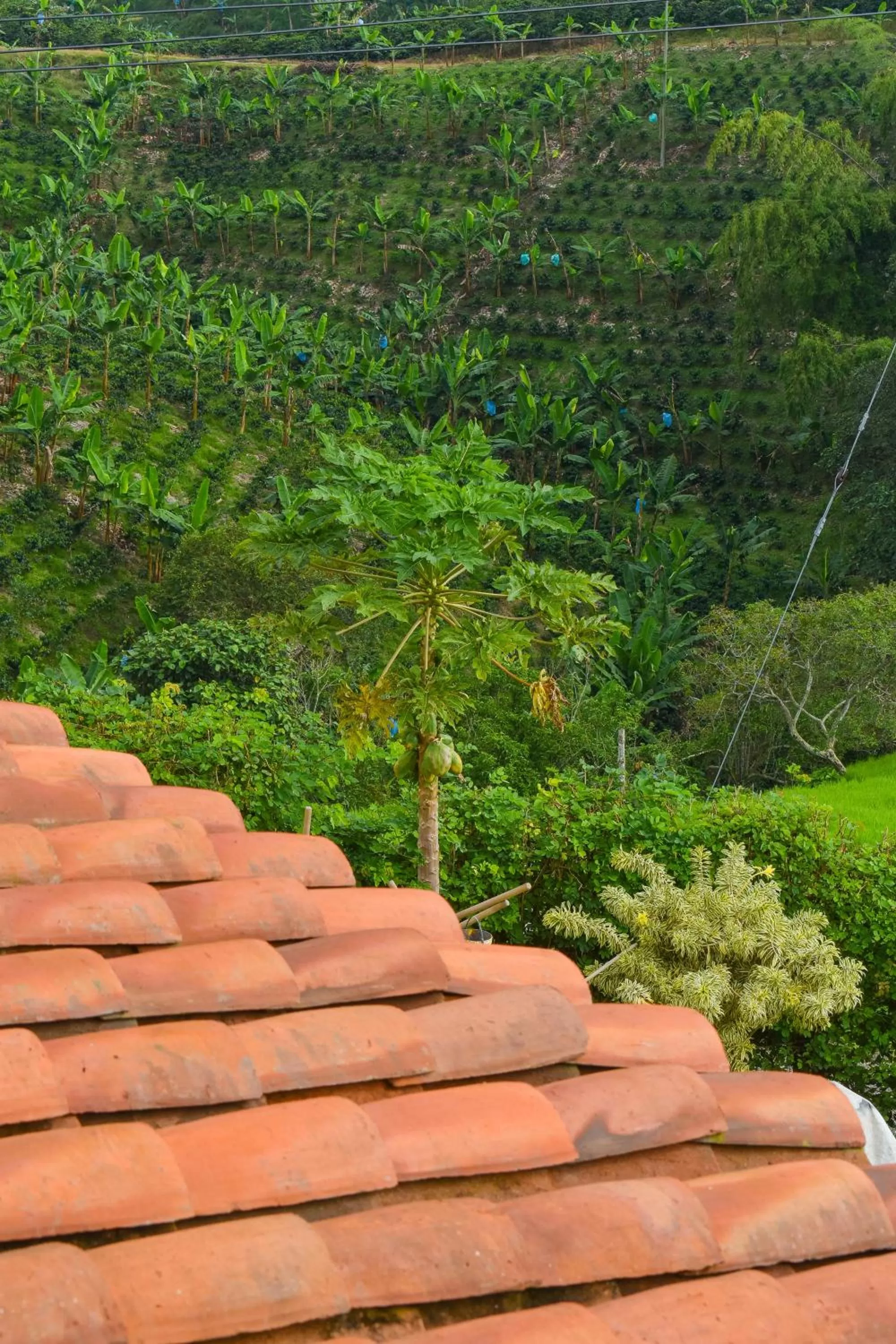 Garden view in Guaduales Ecohotel