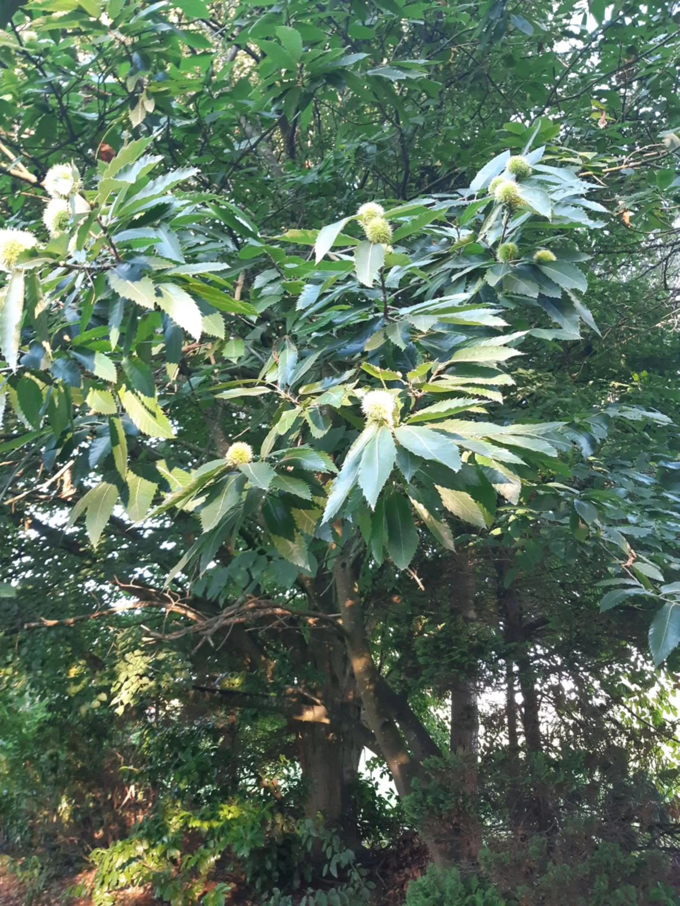 Garden in Bij de Vlaamse Schuur