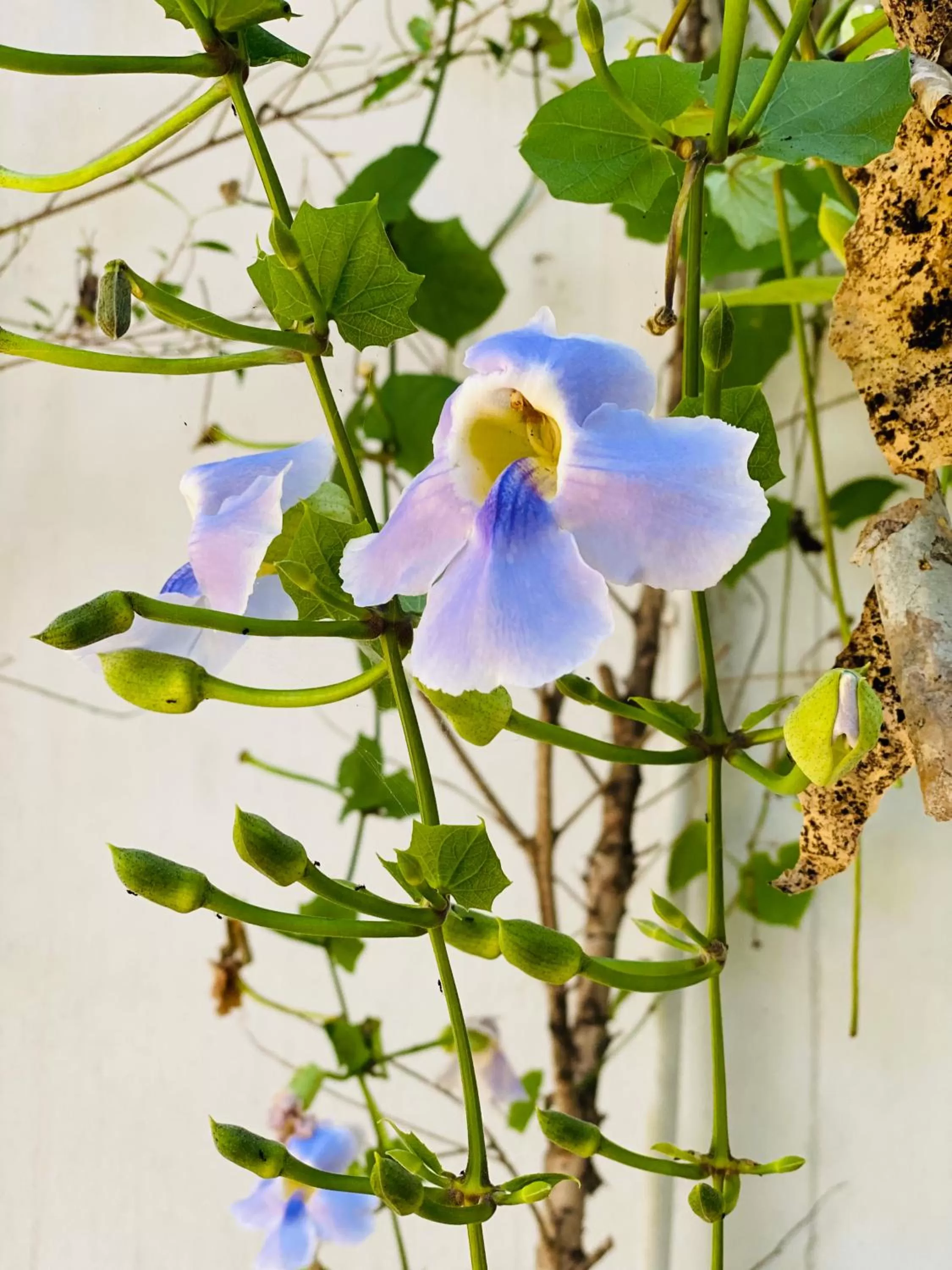 Garden view in Lanna Deer Resort Chiang Mai