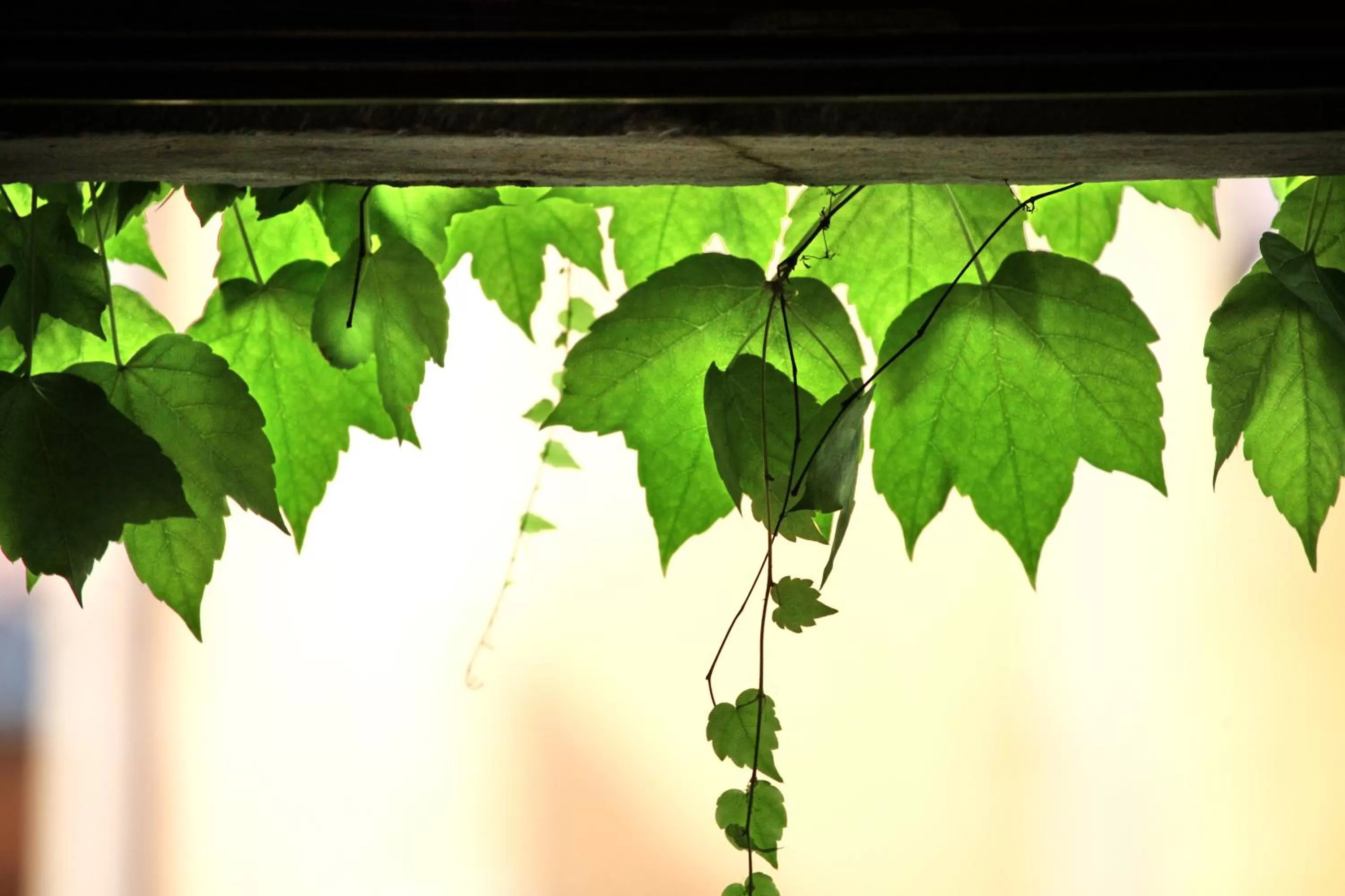 Natural landscape in Albergo Accademia