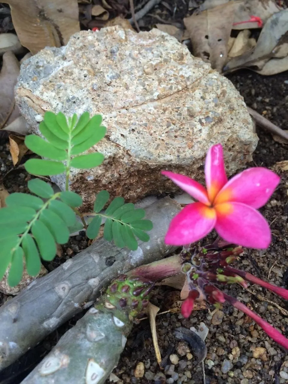 Other in J.Holiday Inn Krabi
